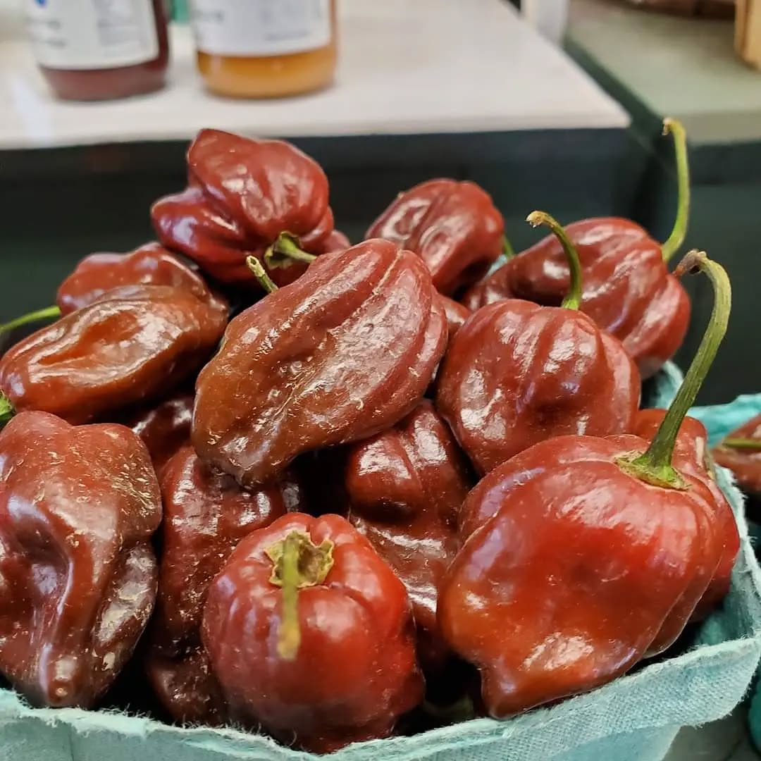 Chocolate Habeneros 😲
They are VERY hot 🔥
👉 They are also a delicious addition to stew, salsa and other dishes were you want that smoky, earthy taste.
.
.
.
#opendaily #habeneros #chocolatehabanero #fall #autumn #coldspringfarm #lawyersville #schohariecounty #farmstandfinds