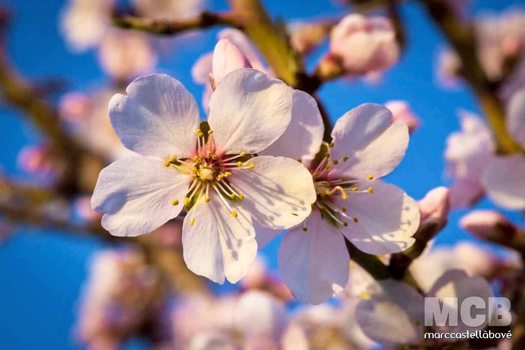 Una flor, una d’aquelles…
…
#Cervera #Segarra #somsegarra #segarrejant #macro #nikon_photography #nikon #nikonistas #ametller #flor #flower #ig_flowers #ig_flowers_world #flowerlovers #almondblossom #springblooms #floralbeauty #blossomseason #whitepetals #almondtree #natureinbloom #flowerpower #naturelovers_hdr_ #natureloversgallery #great_captures_flowers
…
@turisme.ccsegarra @somsegarra @segarrejant_ @segarraviva @nature @natura_catalunya @catalunya_natura @catalunyanatura @espaisponent @naturelovers_hdr_ @catalunyaexperience @great_captures_flowers