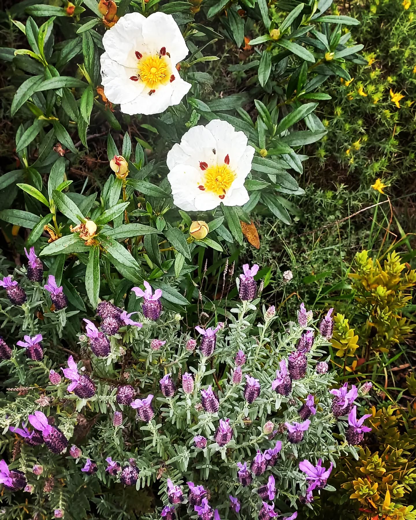 Spring time and all the flowers!
.
.
.
#kanalubeachhouse #springtime #flowers #easter #aljezur #portugal #algarve #surf #surfhouse #surflessons #beachlife #igers #goodlife