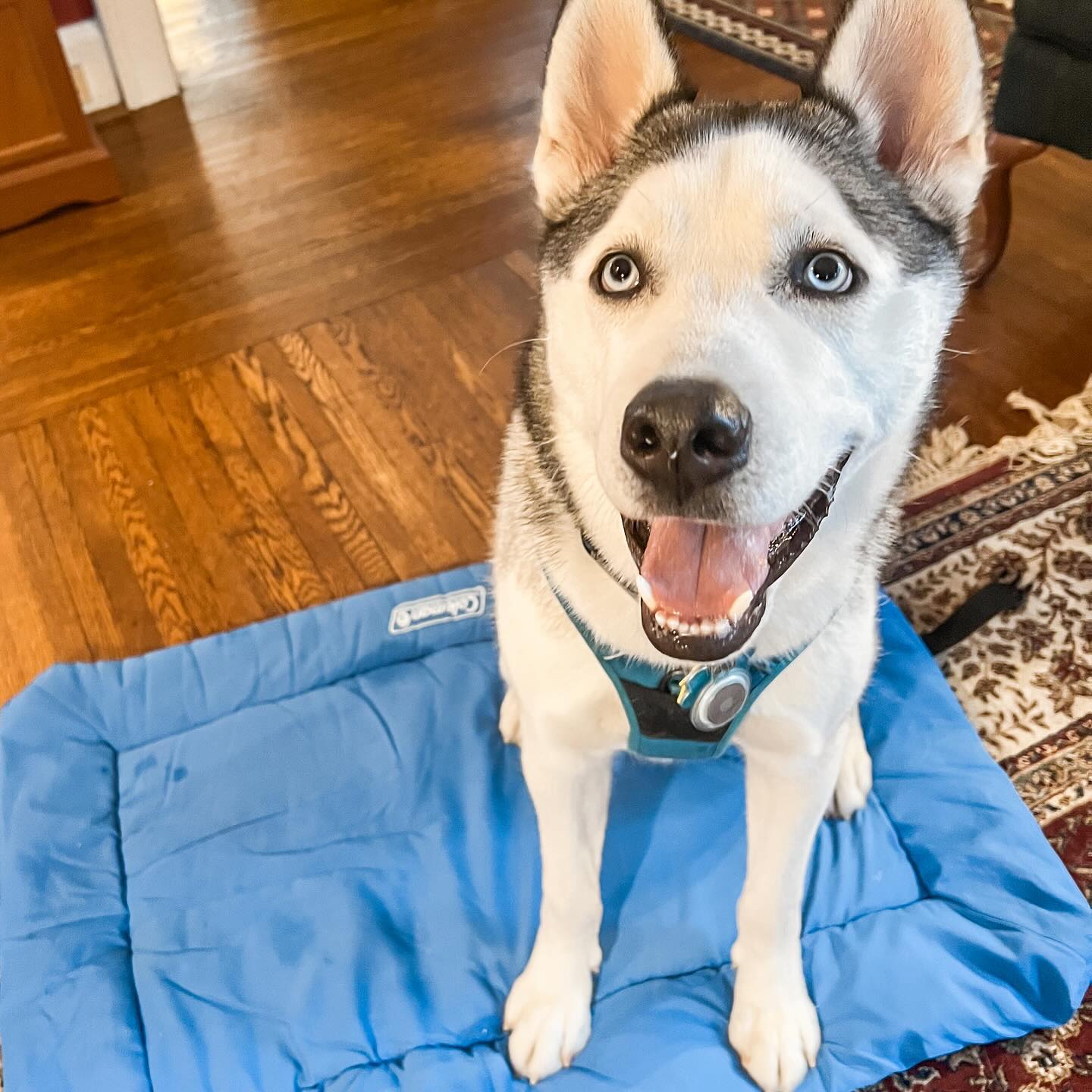 “It’s always so rewarding to see a dog instinctively default to a behavior we just introduced in their last session—proof that their Guardian has been putting in the work! And I have to admit, I may have given this guy excessive pets during our training session… he’s just so soft and sweet! ☺️🐾”