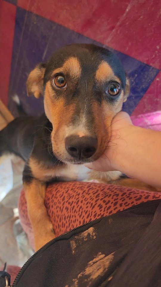 Introducing Pudding✨️
Pudding was born on the streets and lived a relatively happy life in a safe spot together with her sister, being taken care of every day by local animal lovers. Although she grew up as a street dog, she never went hungry and she knew she was loved. That all came to an end when the collection teams from the local government shelter came to round up all the street dogs. When they tried to catch Pudding and her sister, the animal lovers taking care of them begged the catchers to spare them. The shelter team gave them a few days to find somewhere safe for the dogs to go, before they would come again to collect them.
Pudding's sister found a home in Turkey, but poor Pudding didn't get adopted and when the deadline for the dog catchers to come back came around, the animal lovers asked us for help. We couldn't let Pudding go to the shelter, so we agreed to take her in.
Pudding is now safely settling in in the Melez enclosure. She is a timid girl who loves people, but is sad and scared to have been taken from the place she grew up, and to be having to live in such a crowded environment.
Hopefully it won't be too long before Pudding finds her forever home, so that she can live in safety for the rest of her life!
Pudding will be available for adoption soon.