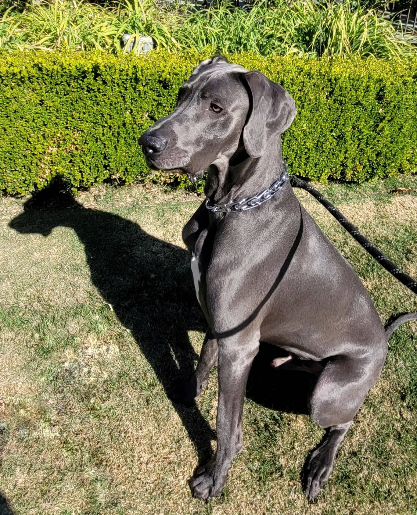 Zeus, my new Great Dane friend. He manages to be graceful and goofy at the same time. I kind of relate to that!