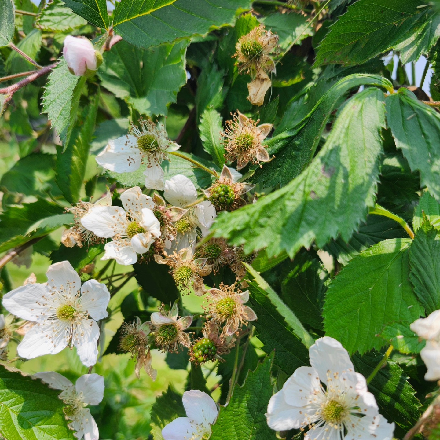 Blackberry fruit is forming from the flower. See you in about a month!