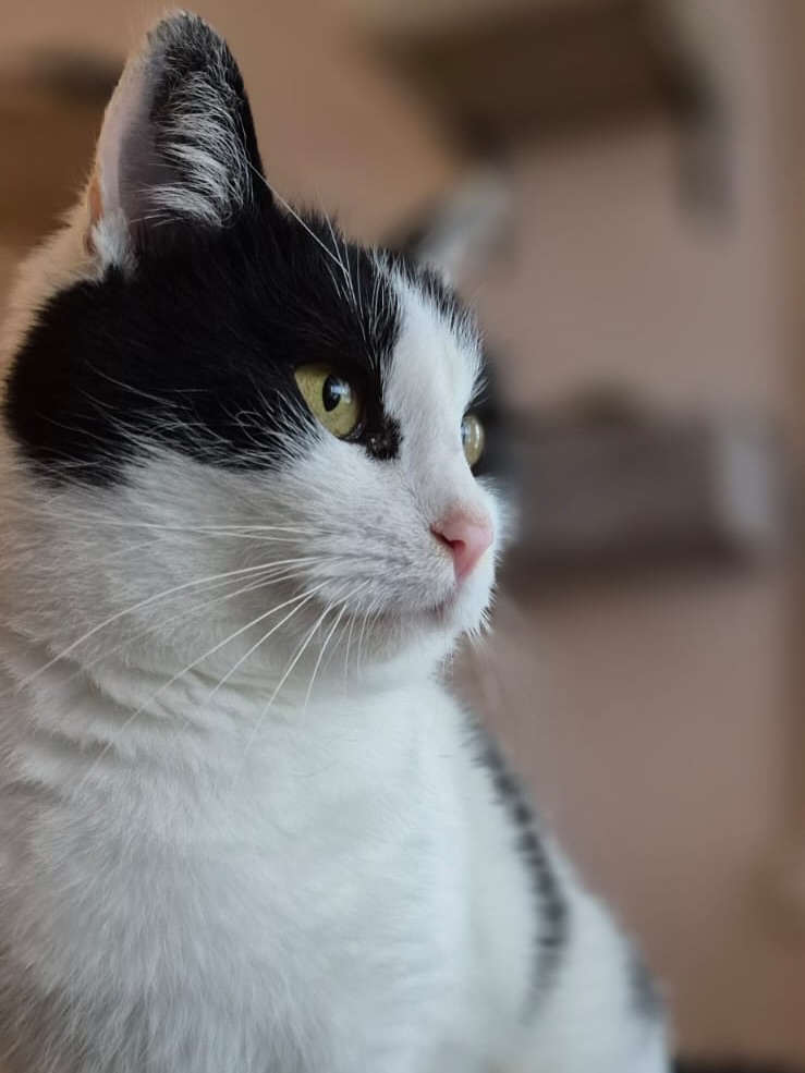 *auf einer Pflegestelle in 12627 Berlin* Tula – Nähe ist ihr Zuhause 🤍🖤
Tula ist etwa 2 Jahre alt, schwarz-weiß gezeichnet und erst seit Kurzem im Katzenasyl. Was aber sofort auffällt: Diese Katze sucht nichts sehnlicher als menschliche Nähe. Berührung, Wärme, Kontakt – das ist es, was ihr Sicherheit gibt.
Sie ist außergewöhnlich verschmust. Selbst beim Tierarzt, während einer Injektion, hat sie sich an die Hand gekuschelt, statt zurückzuweichen. Tula vertraut – und sie liebt. Sie möchte spüren, dass jemand da ist.
Im Alltag ist sie eine ruhige Begleiterin. Sie liebt ihr Futter und bevorzugt einen gemütlichen Platz auf dem Boden in einem Körbchen, etwas abseits, wo sie entspannen kann. Sie ist keine Katze, die hoch hinaus will oder überall herumturnt. Doch sobald ein Mensch den Raum betritt, verändert sich alles: Dann ist Tula präsent, sucht Nähe und schenkt ihre volle Aufmerksamkeit.
Mit anderen Katzen ist sie problemlos und freundlich, ganz ohne Drama oder Dominanz. Einfach angenehm – so wie sie ist.
Tula 🐈⬛ ist kastriert, geimpft, gechipt und besitzt einen EU-Heimtierausweis. Sie kann am 08.02. mit dem nächsten Transport das Katzenasyl in Polen verlassen und nach Deutschland (Zuhause in Wohnungshaltung mit mind. einem Artgenossen) ausreisen. 🇩🇪
#adoptacat #adoptdontshop #tierschutz #catrescue #katzenhilfe