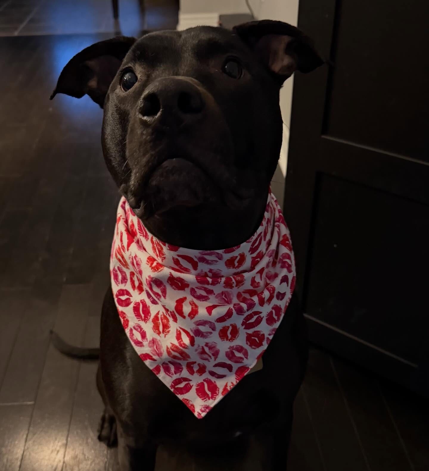 Charlie is looking snazzy in his new Valentines bandana 💌
Stop on by and purchase one for your lovely pup; we have a huge selection of bandanas for sale!
#doggrooming #cambridgeontario #smallbusinesses #doggroomers #doggroominglife
