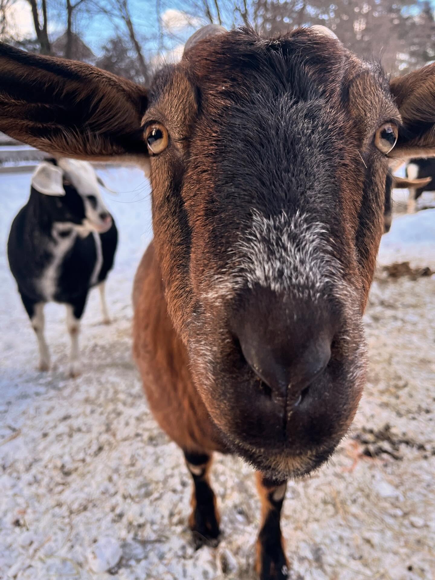 The goats are extra cute and snuggly in the winter time ♥️❄️🐐