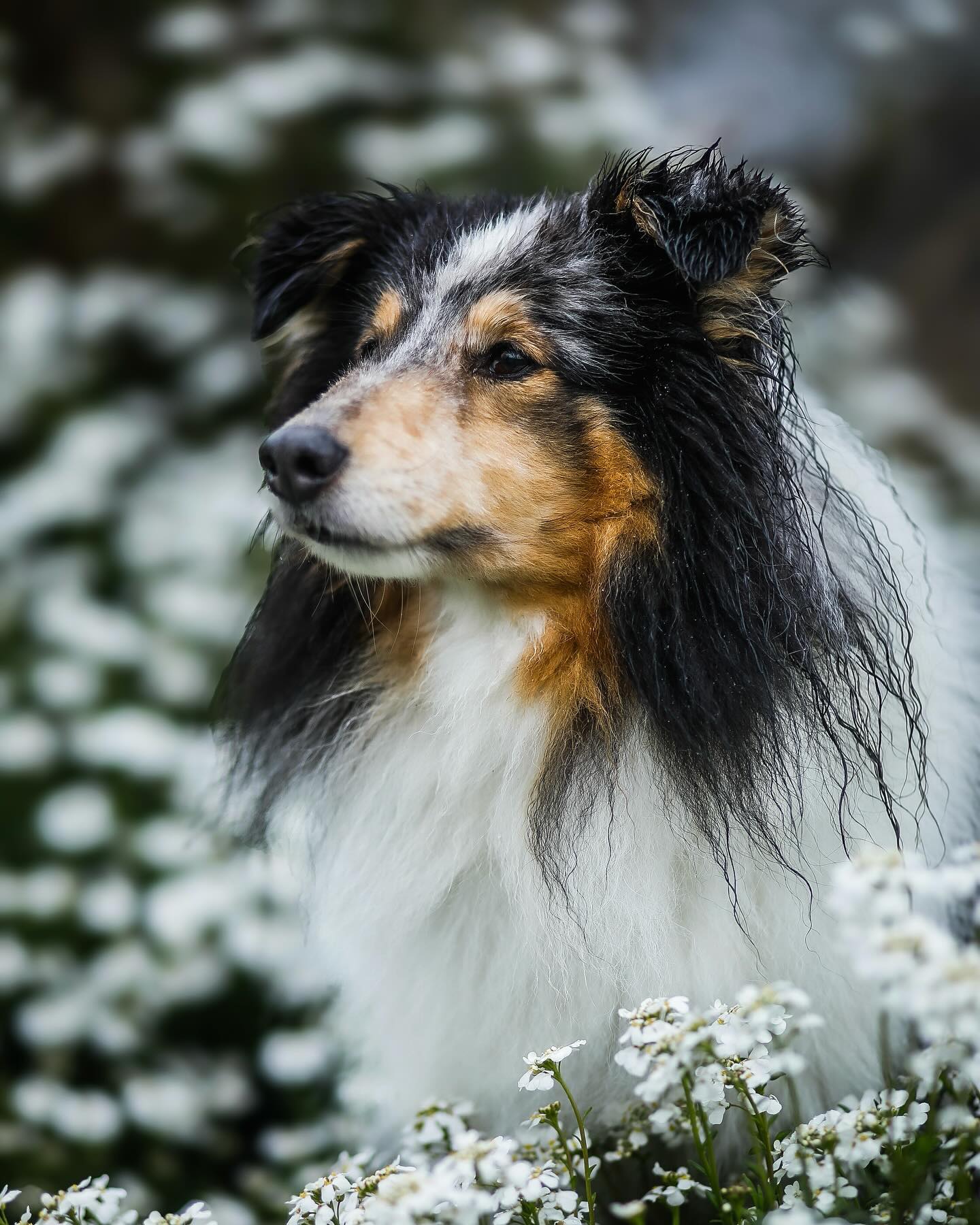 Muss mein Hund zum Hundefriseur?
•
Jeder kennt die Fellbüschel, die im Sommer stilecht wie im Cowboy-Film durchs Wohnzimmer wehen.
Oder die Knoten hinter den plüschigen Ohren, weil es dort am schönsten zu kraulen ist.
Oder die schlammverdreckten Beinchen, weil Maja unbedingt diese eine Pfütze noch mitnehmen musste. Oder, oder, oder – ich könnte noch 20 weitere Beispiele aufzählen.
•
Für jeden Hund gibt es einen Grund, zum Hundefriseur zu gehen.
Sei es das ausbürsten der Unterwolle, damit der Hund im Sommer die Temperatur besser regulieren kann. Oder die rundum pflegeleichte Beratung und Behandlung, weil man es selbst gesundheitlich nicht mehr schafft, sich so intensiv um den Hund zu kümmern.
Bei Luna müssen nur die Krallen geschnitten werden. Paul hat sich in Fuchskacke gewälzt und kein Shampoo zuhause bekommt diesen Gestank raus.
Maja spielt gerne im Schlamm und Laub, bei ihr ist kurzes Fell einfach pflegeleichter.
•
War dein Hund schonmal beim Hundefriseur?
Wenn du dir unsicher bist, lass dich gerne unverbindlich von uns beraten.
Jeder Hundesalon bietet Beratungen an und sogar Eingewöhnungen für Hunde, die den Salonalltag noch nicht kennen.
Oder bleib dran – denn in den nächsten Beiträgen verrate ich noch mehr über die Fellpflege und gebe Tipps für zuhause.
•
Bis bald,
Eure Sarah☺️