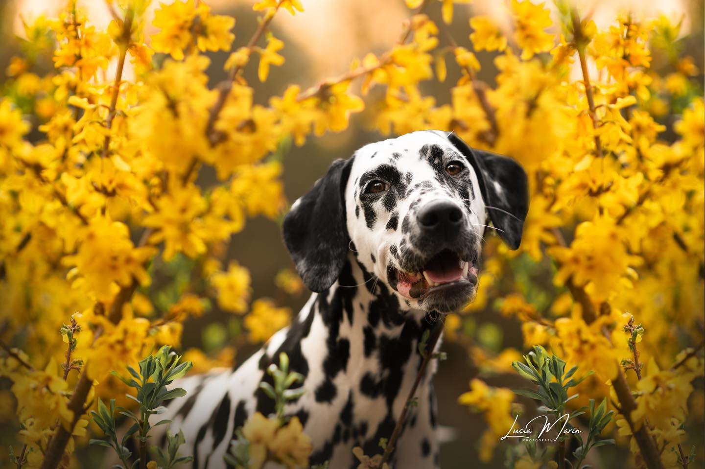 🌼Spring🌼
Ya tenemos aquí la Primavera y no ha habido mejor manera de estrenarla con esta pequeña🫶
Las fotos florales son de mis favoritas aunque no tengo mucha oportunidad de realizarlas ya que en Barcelona no suelen haber muchos campos florales fuera de algún melocotonero o parecidos🌷
🐕: @sorginederra_dalmatians
#dalmatianpuppy #dalmatianworld #dalmatianlovers #dalmataslove #dalmationsofinstagram #dalmataespaña #cachorrodalmata #perrosespaña #fotografíacanina #nikonespaña #nikoneurope #85mm #puppylover #dogphotographer #fotógrafodeperros