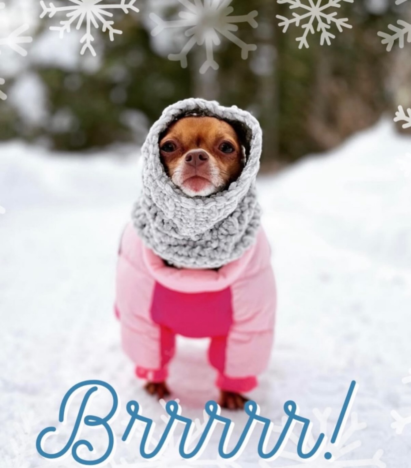 🚨Due to the forecasted mix of rain and snow, we’re canceling group classes this Saturday to keep everyone safe on the roads ❄️🚗
We’ll meet next Saturday at the same time instead.
Stay warm, give your pups an extra cuddle, and we’ll see you soon.
