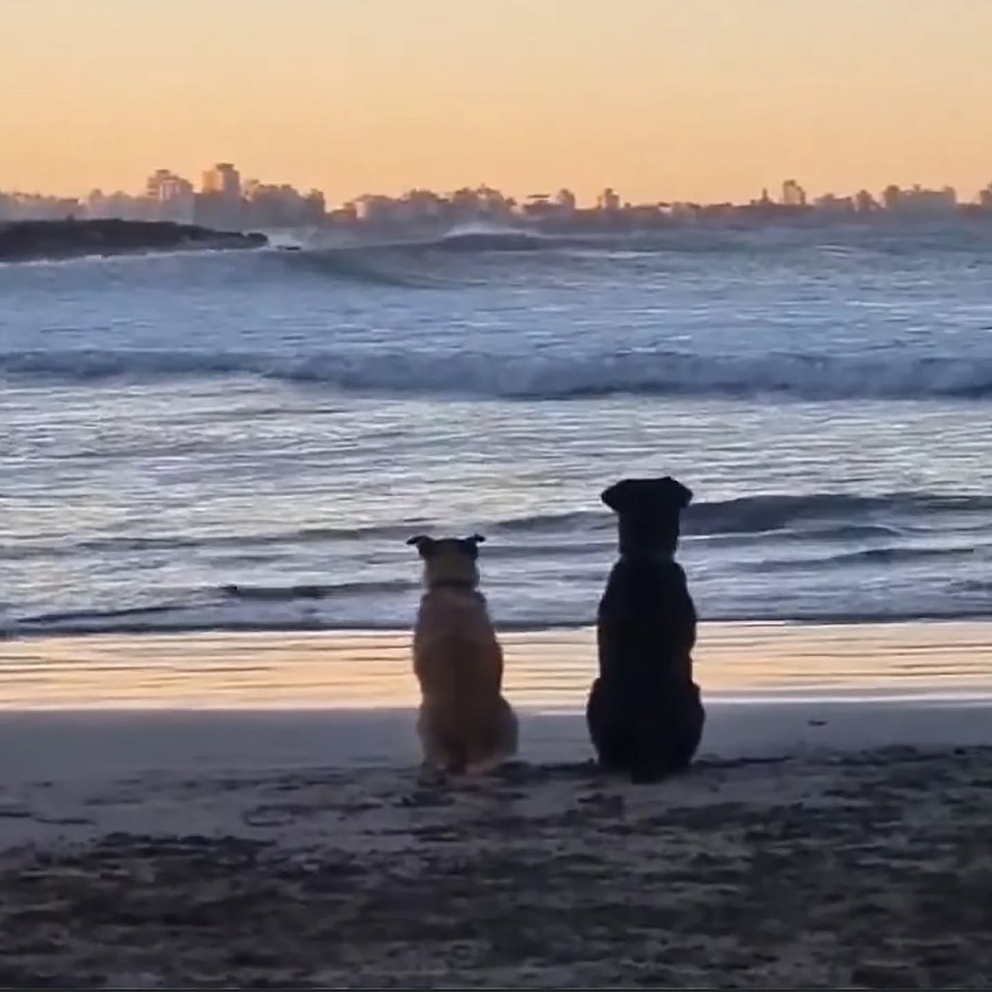 A true friend leaves paw prints on your heart.