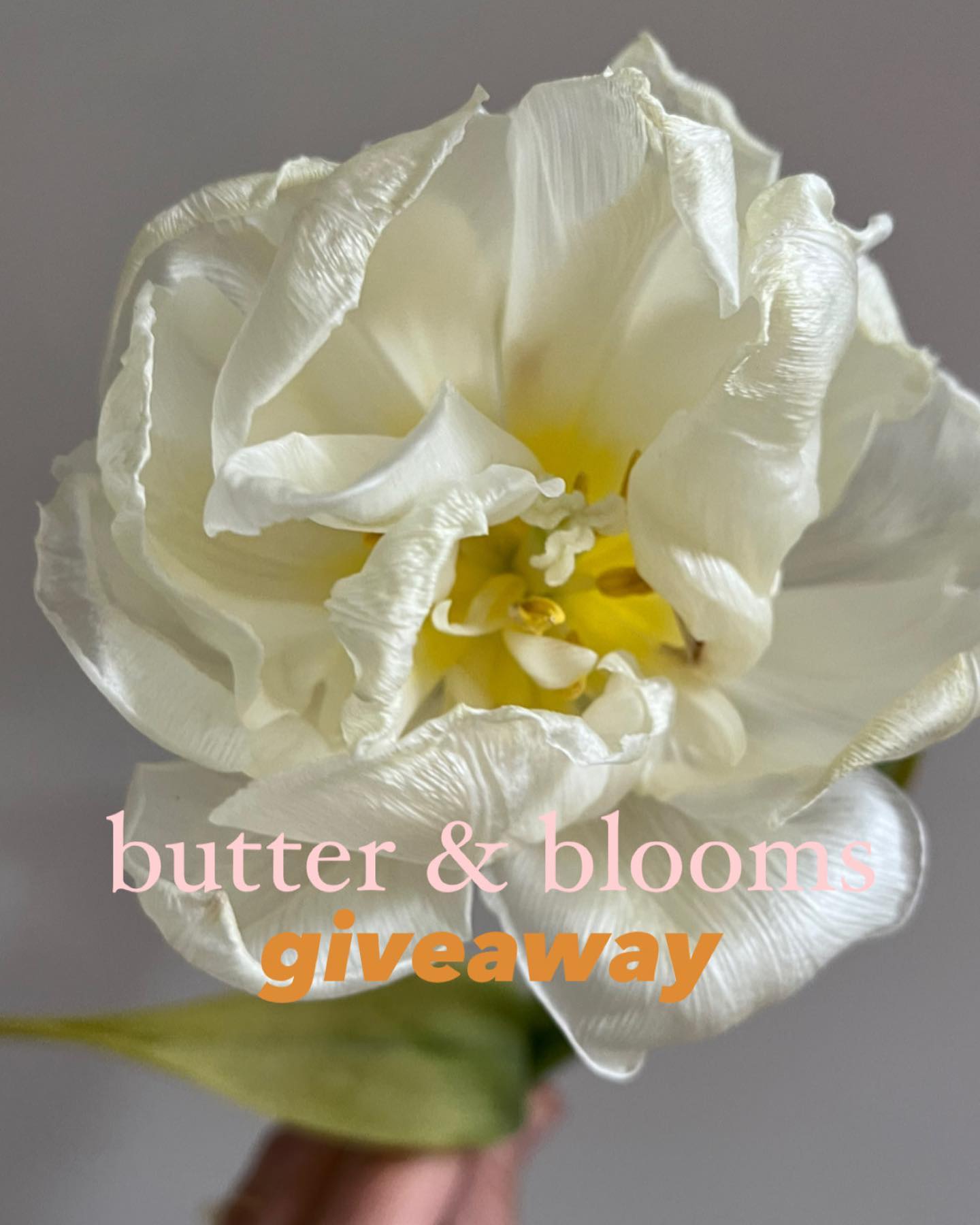 it’s my birthday, and we’re celebrating with a butter & blooms giveaway :) I’d love for you to help me celebrate by entering this giveaway. Here’s to aging with the grace of a fine tulip 😙
The winner will receive one Mother’s Day butter & blooms bundle. This includes:
• one hand-tied bouquet of locally-grown spring flowers
• two half-pounds of St. Brigid's Creamery butter
• an exclusive greeting card created with imagery from local artist Becky Comber - we can handwrite your message for you if you like!
• bundle can delivered within 15 km radius of Owen Sound, Flesherton, Thornbury triangle and will be delivered on Saturday, May 13. OR picked up directly at our farm near Holland Centre, ON.
To enter:
1. Like + save this post
2. Follow @floragreygrows
3. Tag two friends below (unlimited entries)
4. Bonus: share this post in your stories
Giveaway ends Friday, May 5, 2023 @ 11:59pm.