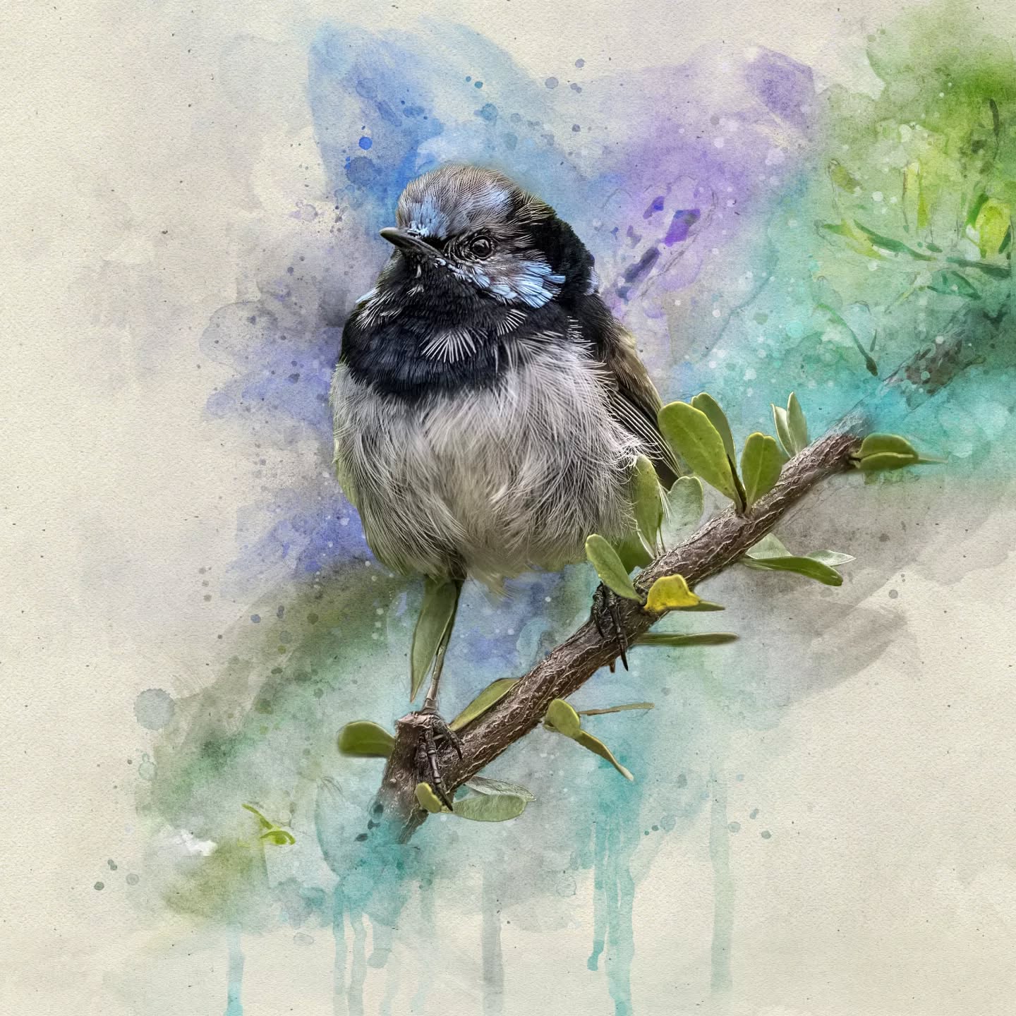 "Never regret something that once made you smile. "
- Keith Urban
.
.
.
.
.
.
.
.
.
.
.
.
.
.
.
#pixelpurrrfectphotography #wrensdsy #fairywren #fairywrenproject #exquisitepics20_australia #rebel_artandedits #mcl_arts #illustrious_art #artistry_flair #super_photoeditz #edit_lovers_united #wildlife_artistry #birdsofaustralia #Creative_AnimalArt #bpa_arts #photo_creation_silver #rebels_nature #rebels_united #art_andfact #galleria_of_grace #illustrious_magic #dreamland_arts_of_nature #rawedit_ #exquisitepics20_animals #australianbirds #wildlife_artists #nature_perfection #everything_imaginable #gf_edits #pictasart