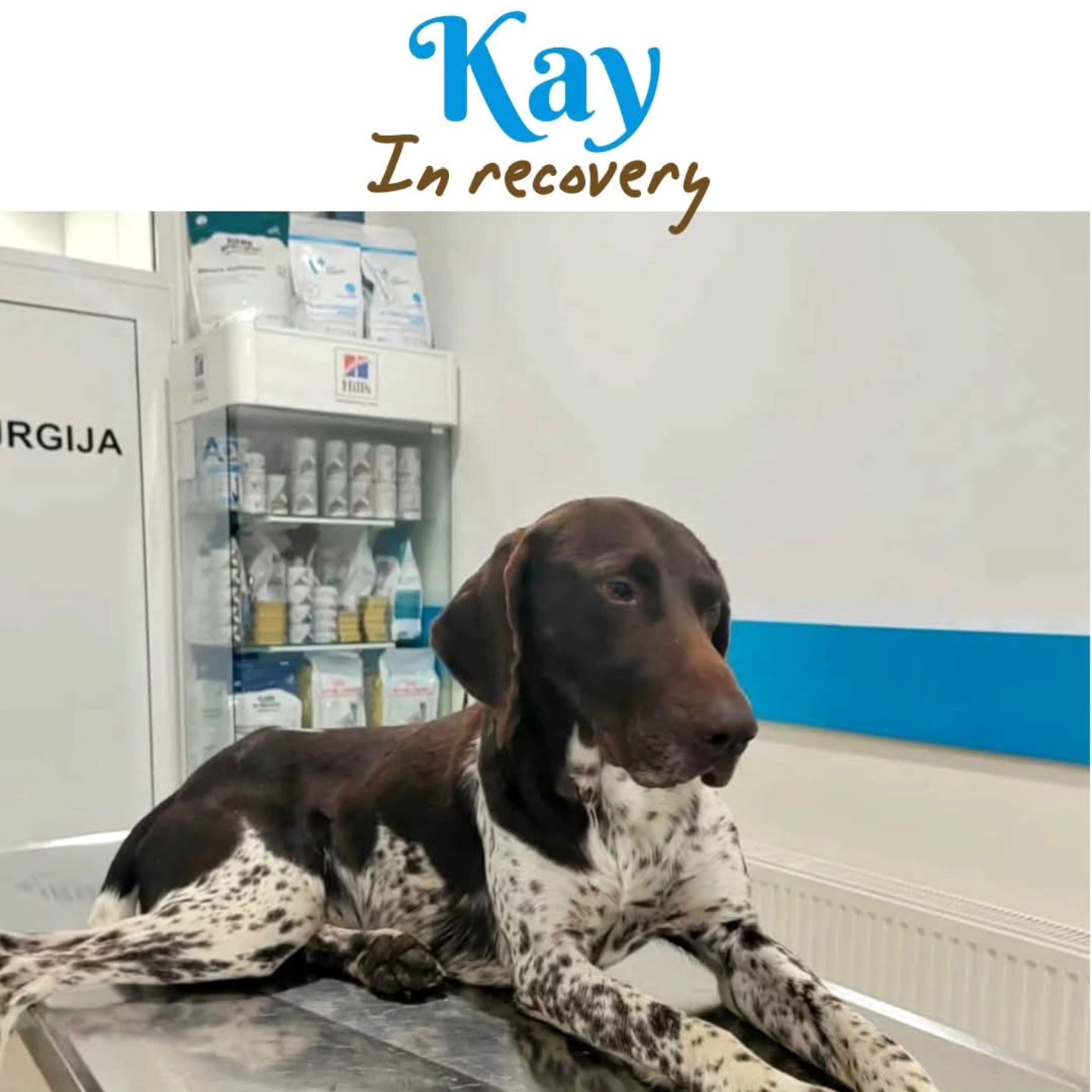 We want to thank you for your wholehearted support
❤️🐾 Y. Roosien
€25,00
❤️🐾Kees Visser
€26,48
❤️🐾 Mirandav/d Heever
€25,73
❤️🐾Jason Moores
€55,75
❤️🐾Kees Visser
€15,22
❤️🐾Nienke Liebe
€10,00
❤️🐾Rene Neuburger
€5,12
❤️🐾 Laura Wijts Hondenuitlaatservice de Bollenstreek
€10,24
❤️🐾 Steffi Albruschat
€25,59
❤️🐾Monique Voeten
€51,18
❤️🐾Jeanette Becker
€25,59
❤️🐾Kees Visser
€10,24
❤️🐾Linda Lispet
€10,24
❤️🐾Astrid Koopman-Blom
€25,59
❤️🐾Debbie Jonkhart
€51,18
❤️🐾 Karin Heymen
€25,59
❤️🐾Janka Noordzij
€5,12
❤️🐾 Peter Van Rillaer and Anja Houblon
€50,00
Thank you very much for your contribution💝
Contact via email: gsprescuehr@gmail.com
Website: https://www.gsprescuehr.com/nl/contact.
#dontshopadopt#gspoftheday #gspcommunity#germanshorthairedpointerlovers #germanshorthairedpointerlovers #pointerlovers #gspcommunity #pointerlove #germanshorthairedpointer #birddog #pointersofinstagram #gsprescue #gspworld #gsp #gsplife #gsploverig #gsplovers #gspsofinstagram #gspuniverse @lydia_lidach #rescuedog #rescuedogsofinstagram #rescuedismyfavoritebreed#deutschkurzhaar