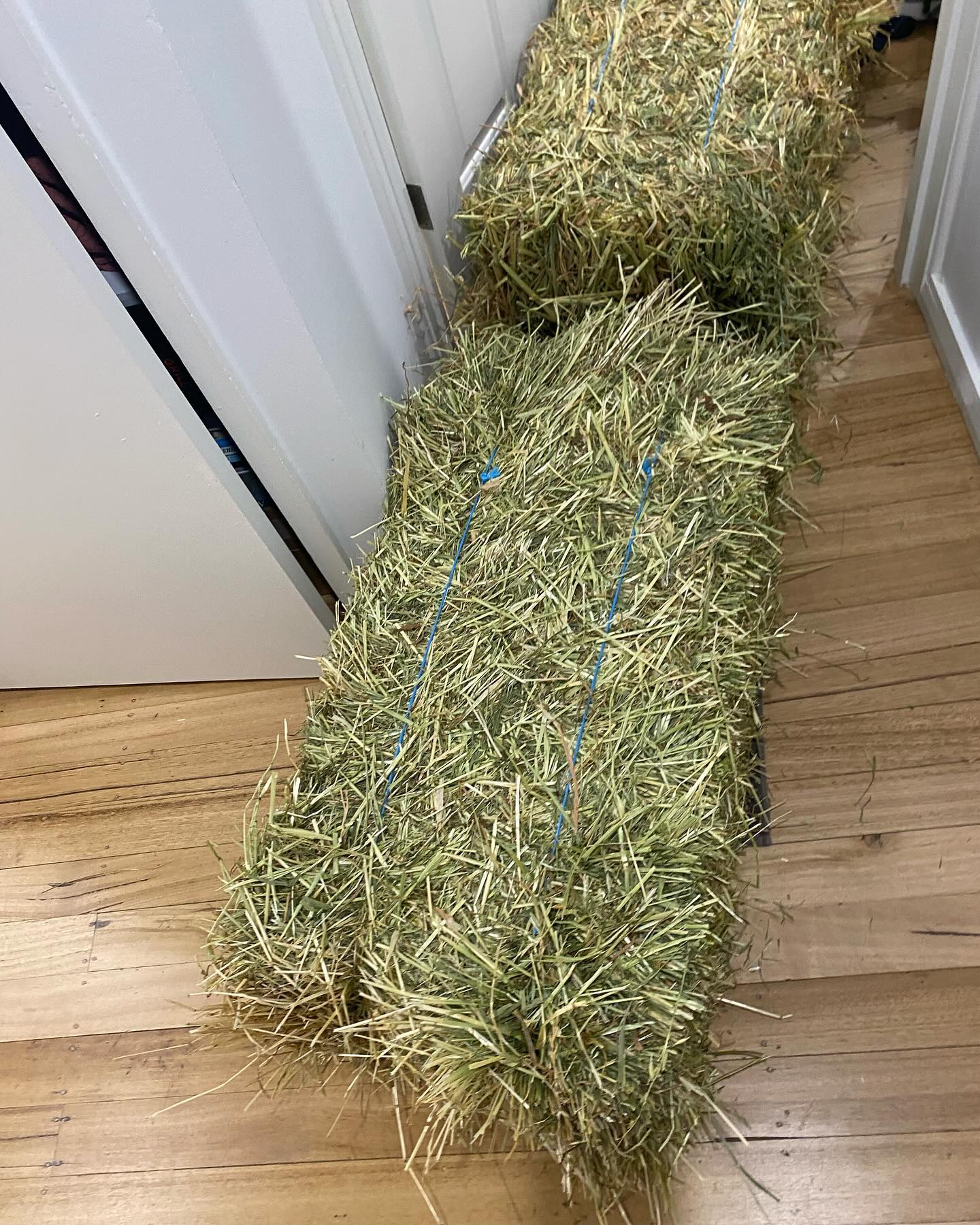 When you have 8 guinea pigs, pet shop bagged hay won’t do anymore 😬 x2 grass hay bales and x1 Oaten hay. #guineapig #guineapigsof_ig #guineapiglife #guineapiglove #guineapigsofinstagram #guineapiggies