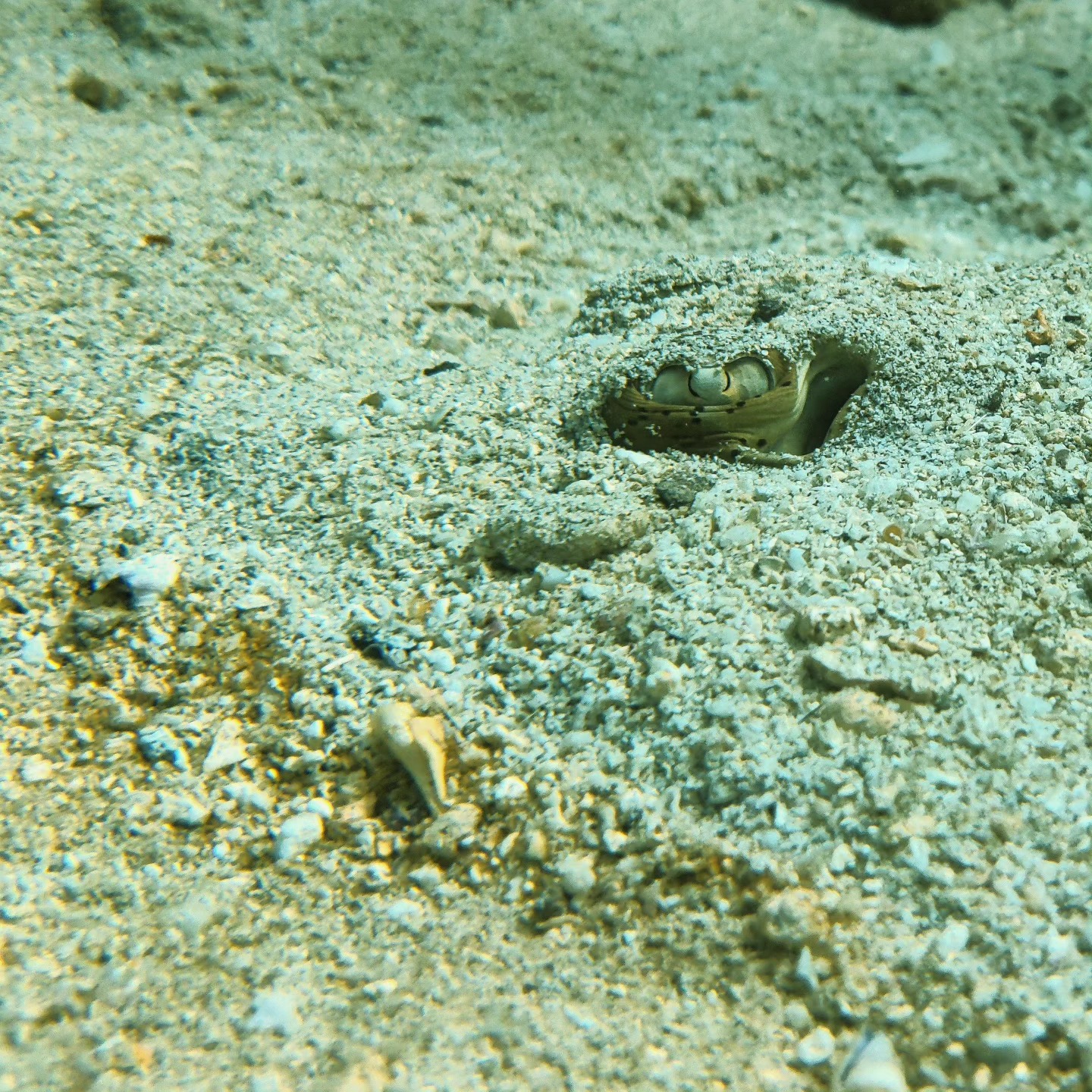 Let us know in the comments below which creatures eye you think this is!
Carefully watching us as we take photos but remained calm throughout the photo session. 🙌🏼
📸 : @the_meandering_epicurean
Diving with: @devikas_atelier @out_at.sea @raj.khosla14 @lacadives
Shot on: @oneplus_india @oneplus @divevolk @divevolk
#OnePlus9R #OnePlus #DiveVolk #underwater #uwphotography #Shrimp #Coral #Sea #ocean #BeSalty #ReefOceanicAdventures #macro #macrophotography #padi #paditv #ssi #eye #eyeofthetiger