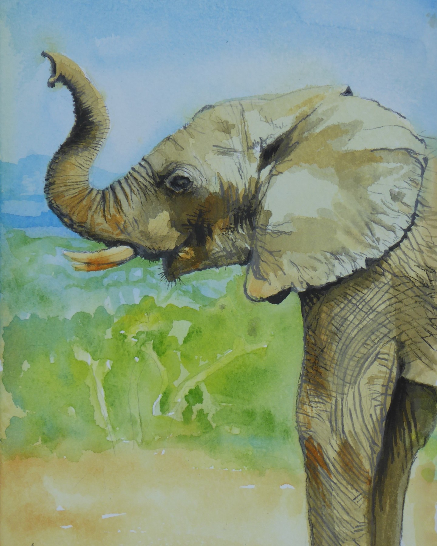 Elephant's Call
Watercolour and pencil
God saw all that he had made, and it was very good. Genesis 1 v 31
Welcome to our Open Studios preview this evening, between 6-8 pm @galleryno30
Did you know that the elephant communicates by creating vibrations in its trachea? It produces low frequency rumbles that can travel up to six miles through the air.
Elephants use these low-frequency vocalisations to coordinate movements with other herds, far away.
In June 2022, "The Ivory Act came into force in the UK. This landmark act will help protect the world’s elephants by banning sales of ivory that may contribute to poaching... " WWF
See WWF news@emails.wwf.org.uk for more information.
Please support this beautiful creature.
#WWF #Elephants #ivoryact #watercolourillustration #painting #art #wildlife #conservation #ivory #watercolourpainting #poaching #pencildrawing #ivorytrade #protectnature #tusks #call #artistoninstagram #petersfieldartsandcrafts #hampshireopenstudios2022 #galleryno30 #creation #creationstory
#sounds