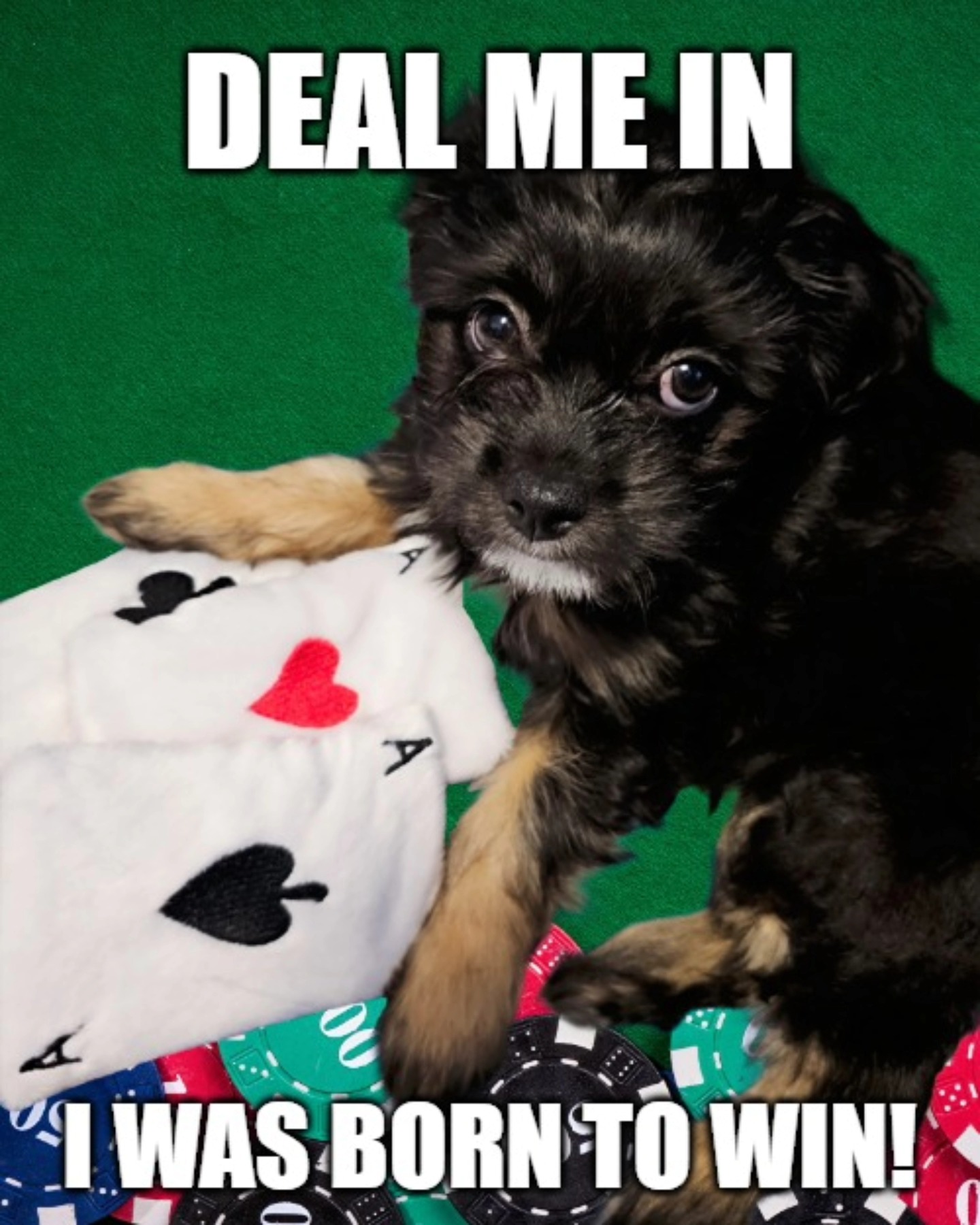 When you’re born to win but also need a nap! 🏆🥹
⠀⠀⠀⠀⠀⠀⠀⠀
𝙒𝙝𝙖𝙩'𝙨 𝙮𝙤𝙪𝙧 𝙛𝙖𝙫𝙤𝙧𝙞𝙩𝙚 𝙘𝙖𝙧𝙙 𝙜𝙖𝙢𝙚?♣️❤️🔷️♠️
⠀⠀⠀⠀⠀⠀⠀⠀⠀⠀⠀⠀ ⠀⠀⠀⠀⠀⠀⠀⠀⠀⠀⠀⠀⠀⠀⠀
This pup’s got a flush of Aces and a pokerface that could melt hearts! 🥰 My lil' Beastie is set to take on Vegas and WIN all the treats! 🏆😋
⠀⠀⠀⠀⠀⠀⠀⠀⠀⠀⠀⠀ ⠀⠀⠀⠀⠀⠀⠀⠀⠀⠀⠀
And every Woof Pack box comes with delicious snacks perfect for game night! 🃏🐶 Who knew winning could be this yummy and cute! ⭐️
⠀⠀⠀⠀⠀⠀⠀⠀⠀⠀⠀⠀ ⠀⠀⠀⠀⠀⠀⠀⠀⠀⠀⠀
𝙒𝙤𝙤𝙛 𝙬𝙤𝙤𝙛! 🎁 Surprise your fur baby with a box full of woof-tastic treats and toys! 🐕✨ Don’t miss out—tap the link in my bio to get $𝟮𝟬 𝗢𝗙𝗙!
👉 www.Furshionistas.com 🐈⬛️❤️
⠀⠀⠀⠀⠀⠀⠀⠀⠀⠀⠀⠀ ⠀⠀⠀⠀⠀⠀⠀⠀⠀⠀⠀
#PokerFacePup 🐶🃏 Toy Cards from @woofpack.ca #GameNight #SubscriptionBox 📦 #WoofPack #PokerPupChamp 🏆 #WINNING
⠀⠀⠀⠀⠀⠀⠀⠀⠀⠀⠀⠀ ⠀⠀⠀⠀⠀⠀⠀⠀⠀⠀⠀⠀⠀⠀⠀⠀⠀⠀⠀⠀⠀⠀⠀ ⠀⠀⠀⠀⠀⠀⠀⠀⠀⠀⠀⠀⠀⠀⠀⠀⠀⠀⠀⠀⠀⠀⠀ ⠀⠀⠀⠀⠀⠀⠀⠀⠀⠀⠀⠀⠀⠀⠀⠀⠀⠀⠀⠀⠀⠀⠀ ⠀⠀⠀⠀⠀⠀⠀⠀⠀⠀⠀⠀⠀⠀⠀⠀⠀⠀⠀⠀⠀⠀⠀ ⠀⠀⠀⠀⠀⠀⠀⠀⠀⠀⠀⠀⠀⠀⠀⠀⠀⠀⠀⠀⠀⠀⠀ ⠀⠀⠀⠀⠀⠀⠀⠀⠀⠀⠀⠀⠀⠀⠀⠀⠀⠀⠀⠀⠀⠀⠀ ⠀⠀⠀⠀⠀⠀⠀⠀⠀⠀⠀
#PokerPup #PokerChampion #PokerNight #PokerFacePuppy #PokerStars #PokerFace #Vegas #PetPhotography #CutePuppy #FunnyMemes #ViralMemes #Poker #PokerGame #PokerDog #PokerDogs #PuppiesOfInstagram #PuppyPoker #RoyalFlush #TexasHoldem #DogBox #DogTreats #DogToys #Pets #PetToys