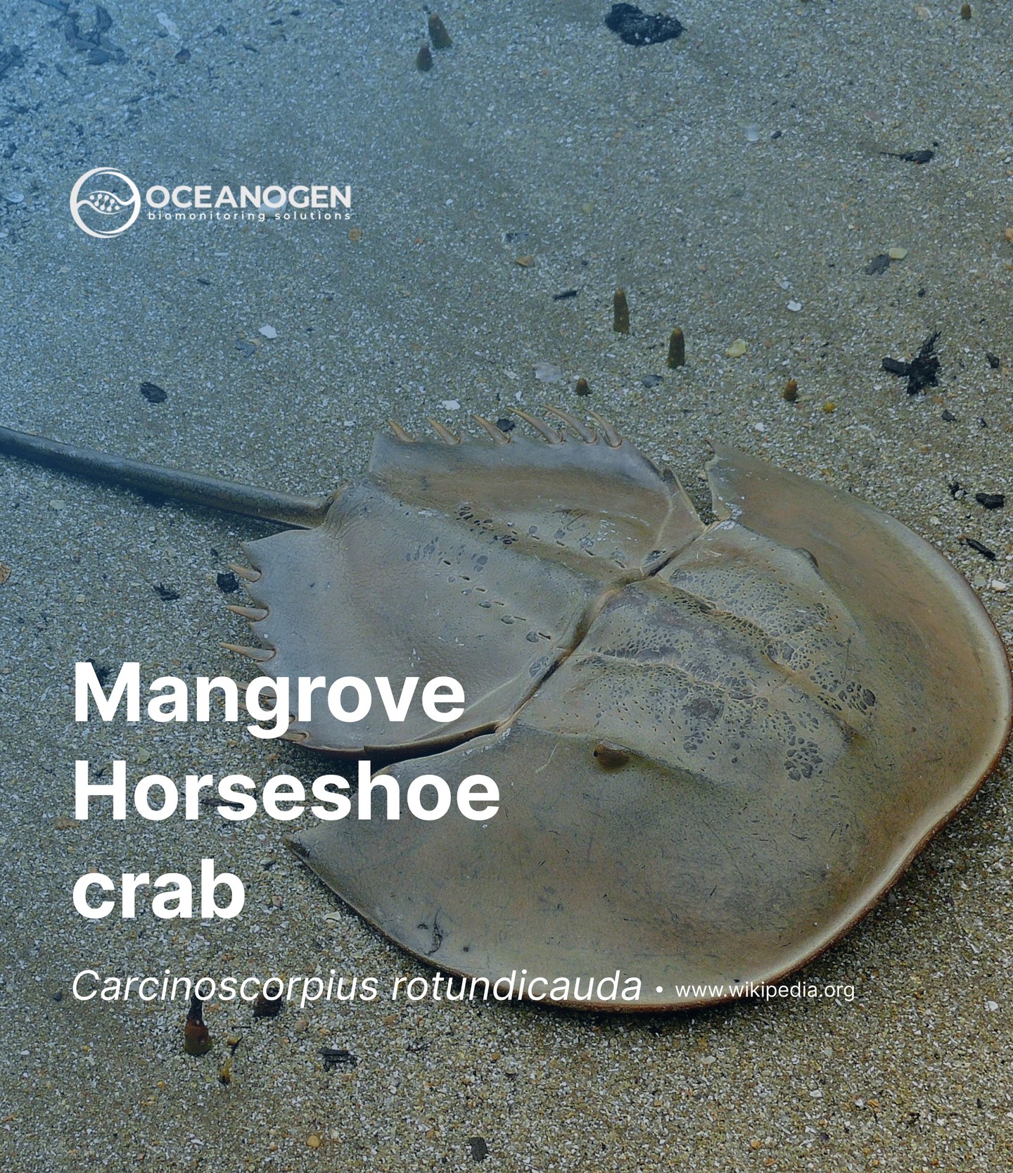 Mangrove Horseshoe crab, the only one species in the genus Carcinoscorpius. There are four current species of horseshoe crabs (Limulidae), they are quite similar physically. But you can recognize that the C. rotundicauda is much smaller than the others in term of body size.
This species was detected from some samples a few weeks back.
—
Website oceanogen.com
Email contact@oceanogen.com
Instagram @oceanogen