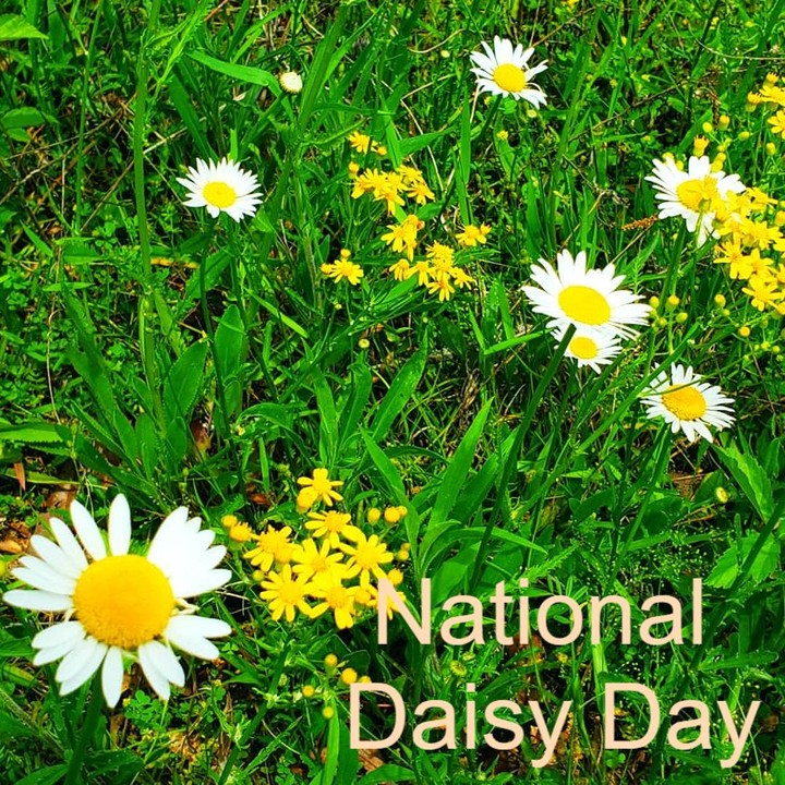 Today is National #daisyday. We have many daisies at Shel-Clair, along with other #wildflowers. This is just one of the beautiful natural features we offer to horse owners who board or ride here.