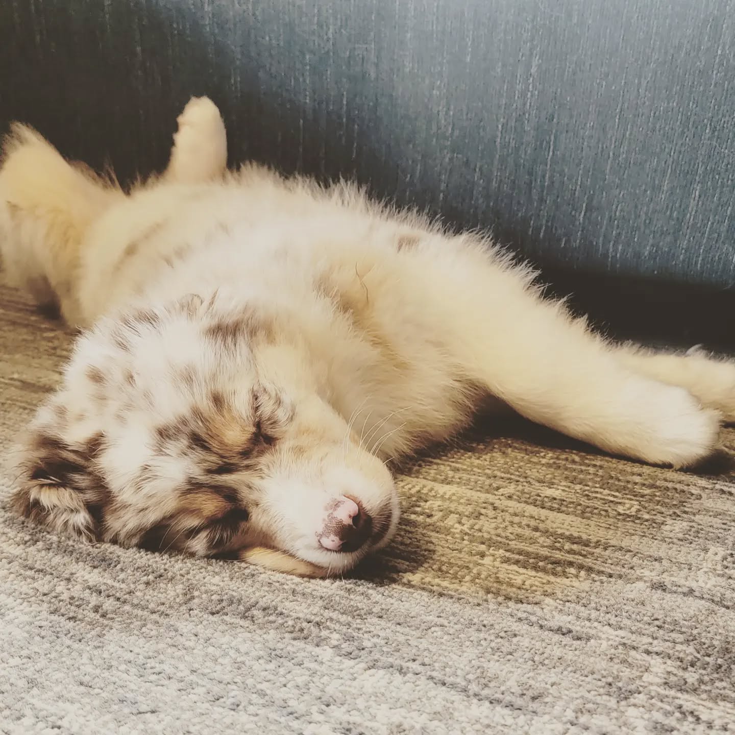 Sleepy Puppy
#dogsofig #dogsofinstagram #dogsofcanada #dogstagram #puppiesofinstagram #puppylife #puppy #aussie #australianshepherd #aussiesofinstagram #aussiesofig