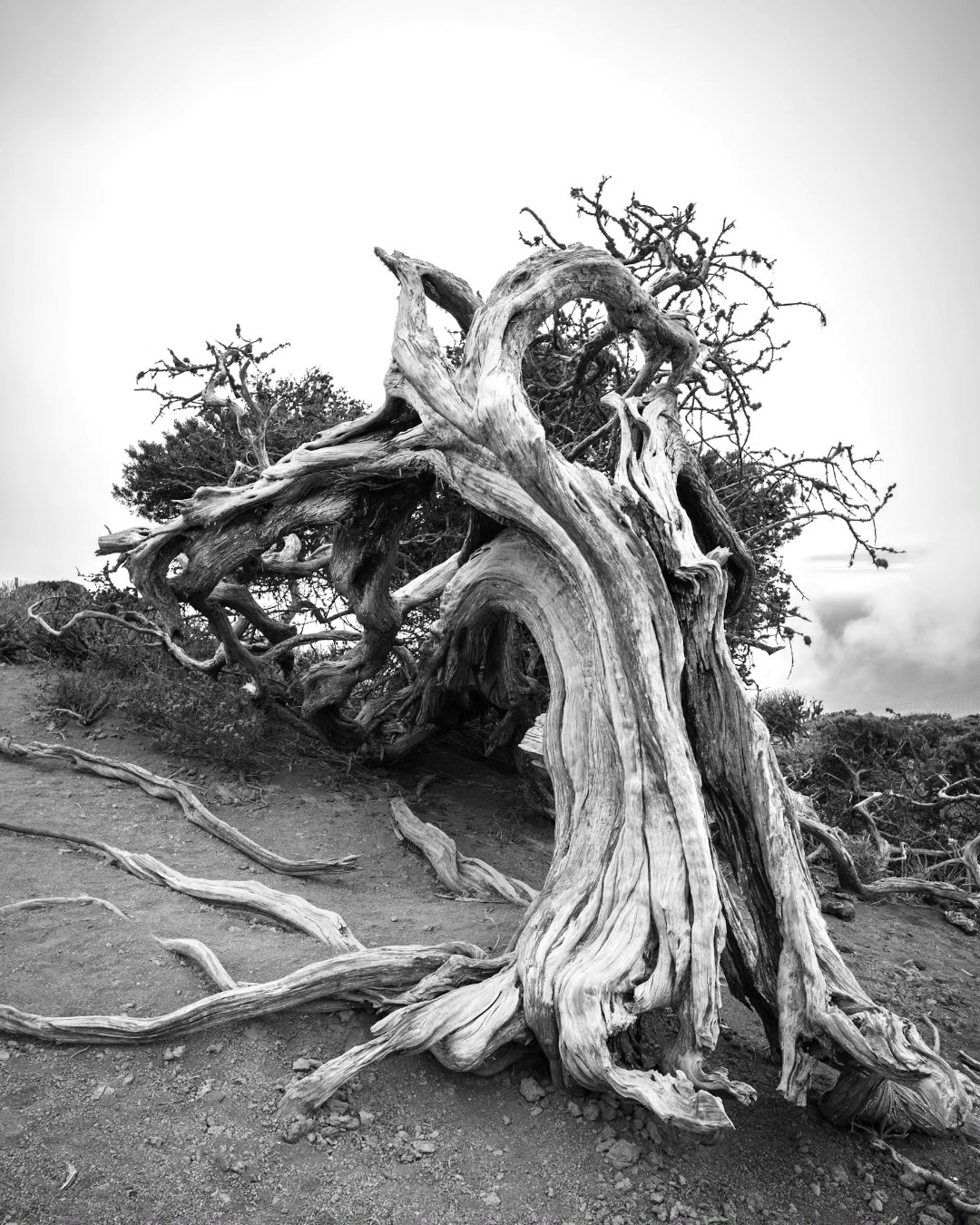 I'm still standing
.
.
.
.
#elhierro #kanaren #insel #kanarischeinsel #baum #tree #windflüchter #windescaper #meer #altlanticocean #arlantik #leica #leicacamera #leicam #leicasl2s #leicaphoto #leicaphotography #leicaimages #leica_camera #leicamonochrom #leica_world #voigtlander #vigtländer #colorscopar21mmf35 #herbst #picoftheday #bestpicoftheday #picofthedays #thepicoftheday #allesfürdasbestebild