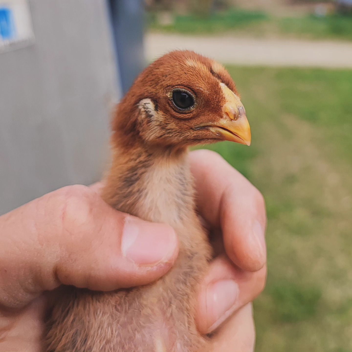 Die Parrot Beak Long Tail Hühner ziehen sofort alle Blicke auf sich! ✨ Ihr auffälliger, an einen Papagei erinnernder Schnabel und die langen, grazilen Schwanzfedern machen sie zu etwas ganz Besonderem im Hühnerstall. Diese außergewöhnliche Rasse überzeugt nicht nur durch ihr edles Erscheinungsbild, sondern ebenso durch Stärke und Widerstandsfähigkeit. Ein Muss für alle Geflügel-Liebhaber, die das Außergewöhnliche schätzen!
_________________________________
𝗩𝗲𝗿𝗳ü𝗴𝗯𝗮𝗿: Bruteier 🐣, Küken 🐥, Junghennen 🐓.
𝗙𝗮𝗿𝗯𝘀𝗰𝗵𝗹ä𝗴𝗲: Silberhalsig gesperbert, Weiß, Schwarz, Gold-weizenfarbig, Blau-Kupfer, Blau-Silber, Gold-Rebhuhn, Silber-Rebhuhn, ...
𝗵𝘁𝘁𝗽𝘀://𝘄𝘄𝘄.𝗯𝗿𝗼𝗵𝗼𝗹𝗺𝗲𝗿-𝘇𝘂𝗰𝗵𝘁.𝗰𝗼𝗺/𝗽𝗮𝗿𝗿𝗼𝘁𝗯𝗲𝗮𝗸𝗮𝘀𝗲𝗲𝗹
Instagram & TikTok @huehnerwelt_rauch
Facebook @rauchs_huehnerwelt
_________________________________
Liebe Grüße und alles Gute
Euer Gabriel von Rauchs Hühnerwelt
#chickenkeeping #gallinas #parrotbeakaseel #parrotbeaklongtailaseels #parrotbeakaseeleurope #parrotbeakaseelgermany #raisingchickens #chickenfarming #poultryfarm #geflügelzucht #fightingroosters #chickenfight #aseel #hühnerglück #backyardfarming #ziergeflügel #kampfhühner #poulet #gallinos #pollitos #heritagepoultry #курица #piščanci #pilice #parrotbeakaseellongtrail #parrotbeakaseel #kip #kurczak #hühnerparadies #parrotbeaklongtailaseels #parrotbeakforsale