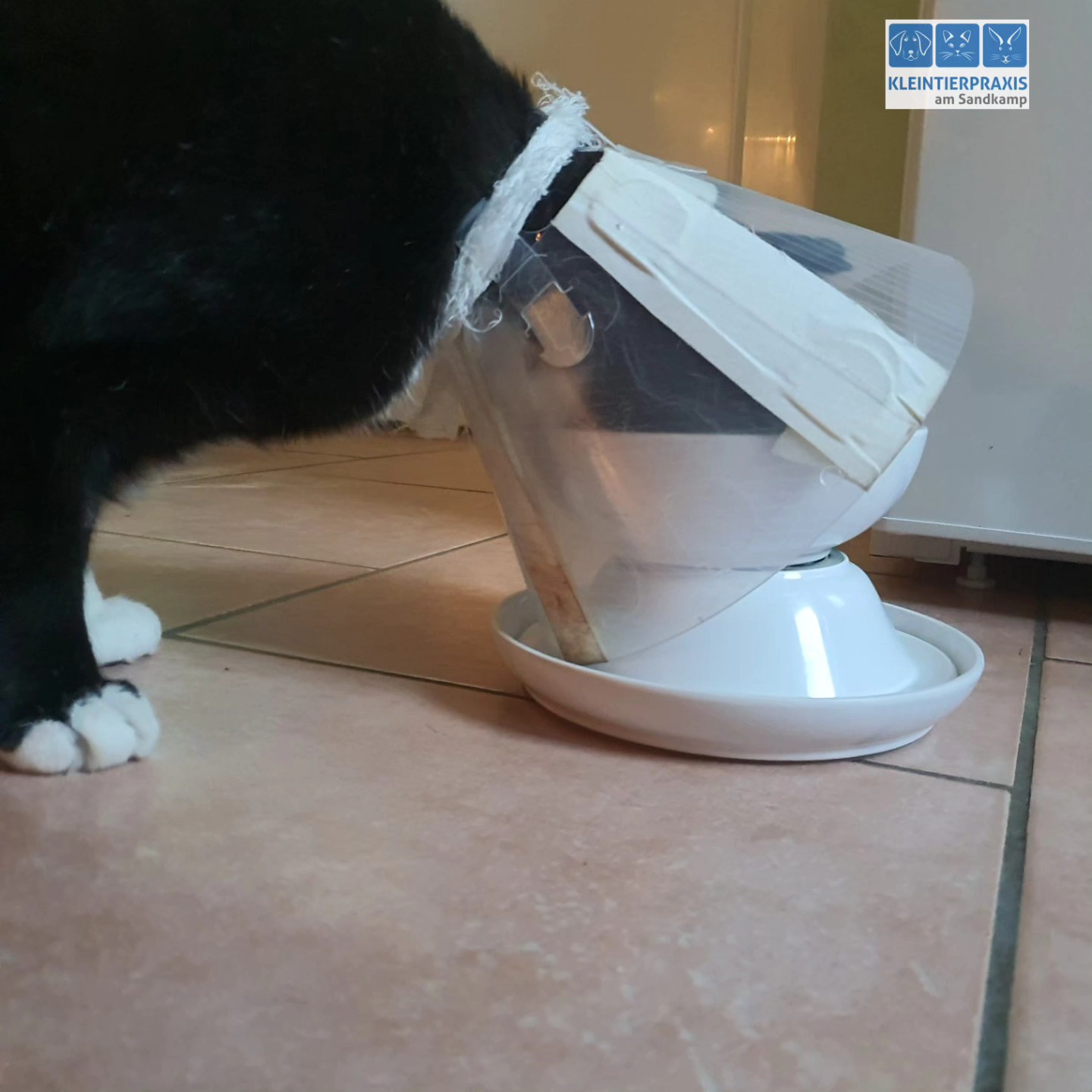 Viele Menschen fragen sich, wie ihr Tier mit dem Halskragen fressen/trinken soll. Das Bild hat uns eine Patientenbesitzerin geschickt. Sie hat sich etwas einfallen lassen. 👍🏻💡🐈🐈⬛