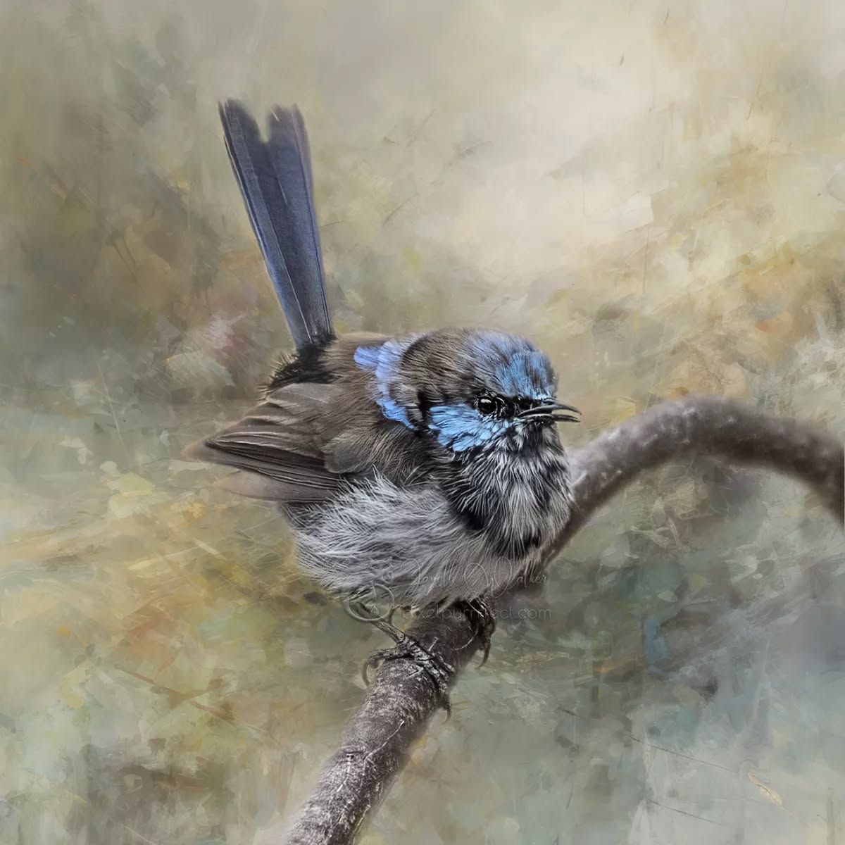 "Be like the bluebird who never is blue, for he knows from his upbringing what singing can do."
- Cole Porter
.
.
.
.
.
.
.
.
.
.
.
.
.
.
.
#pixelpurrrfectphotography #exquisitepics20_australia #rebel_artandedits #mcl_arts #illustrious_art #artistry_flair #super_photoeditz #edit_lovers_united #wildlife_artistry #birdsofaustralia #Creative_AnimalArt #bpa_arts #photo_creation_silver #rebels_nature #rebels_united #explore_wildlife #wonderland_arts #art_andfact #galleria_of_grace #illustrious_magic #dreamland_arts_of_nature #rawedit_ #exquisitepics20_animals #australianbirds #wildlife_artists #nature_perfection #gf_edits #pictasart #wrensday #fairywrenproject