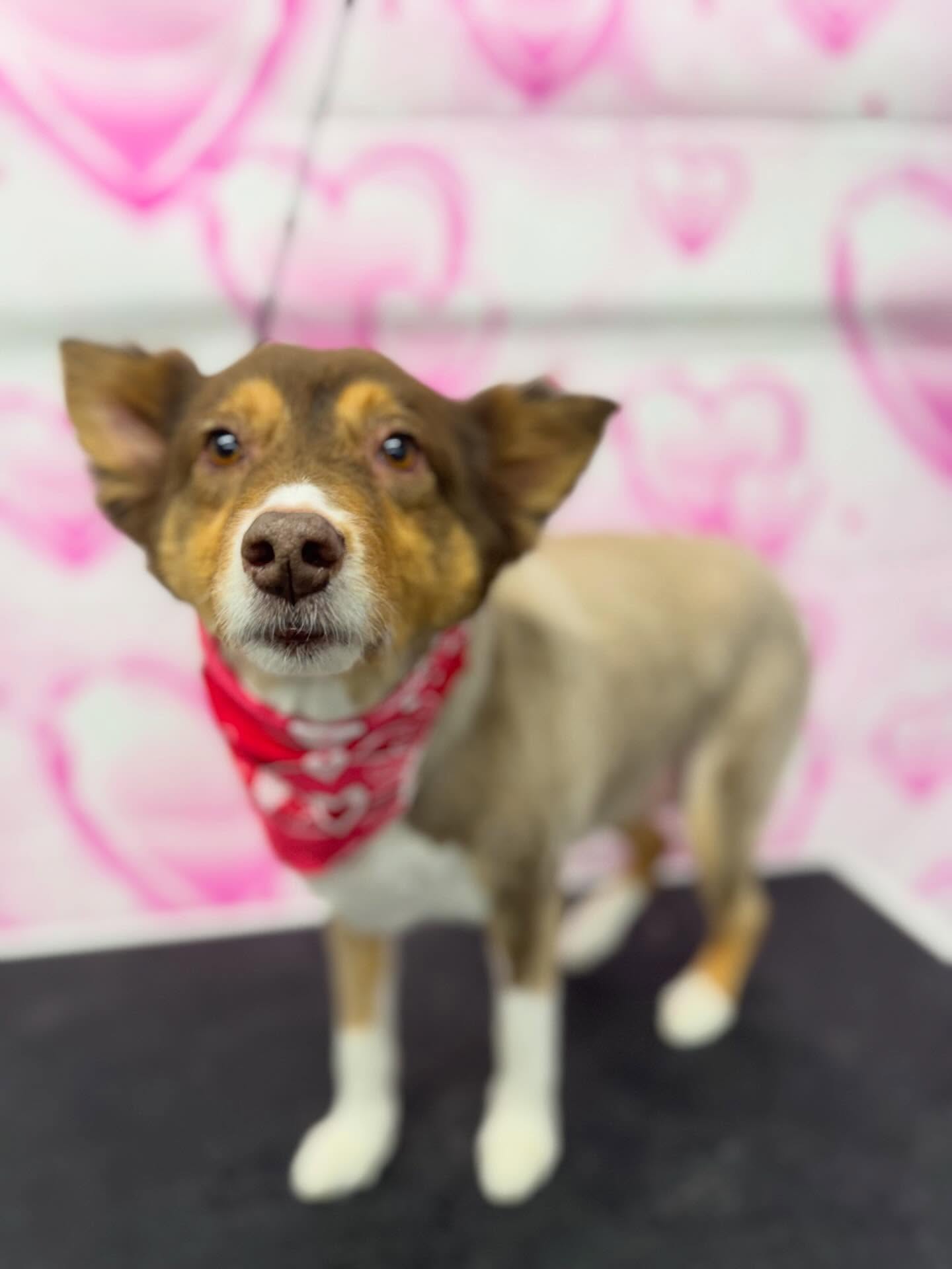 ✨Emma✨
—————————-
#aussie #australianshepherd #doggrooming #dog #ogdenutah