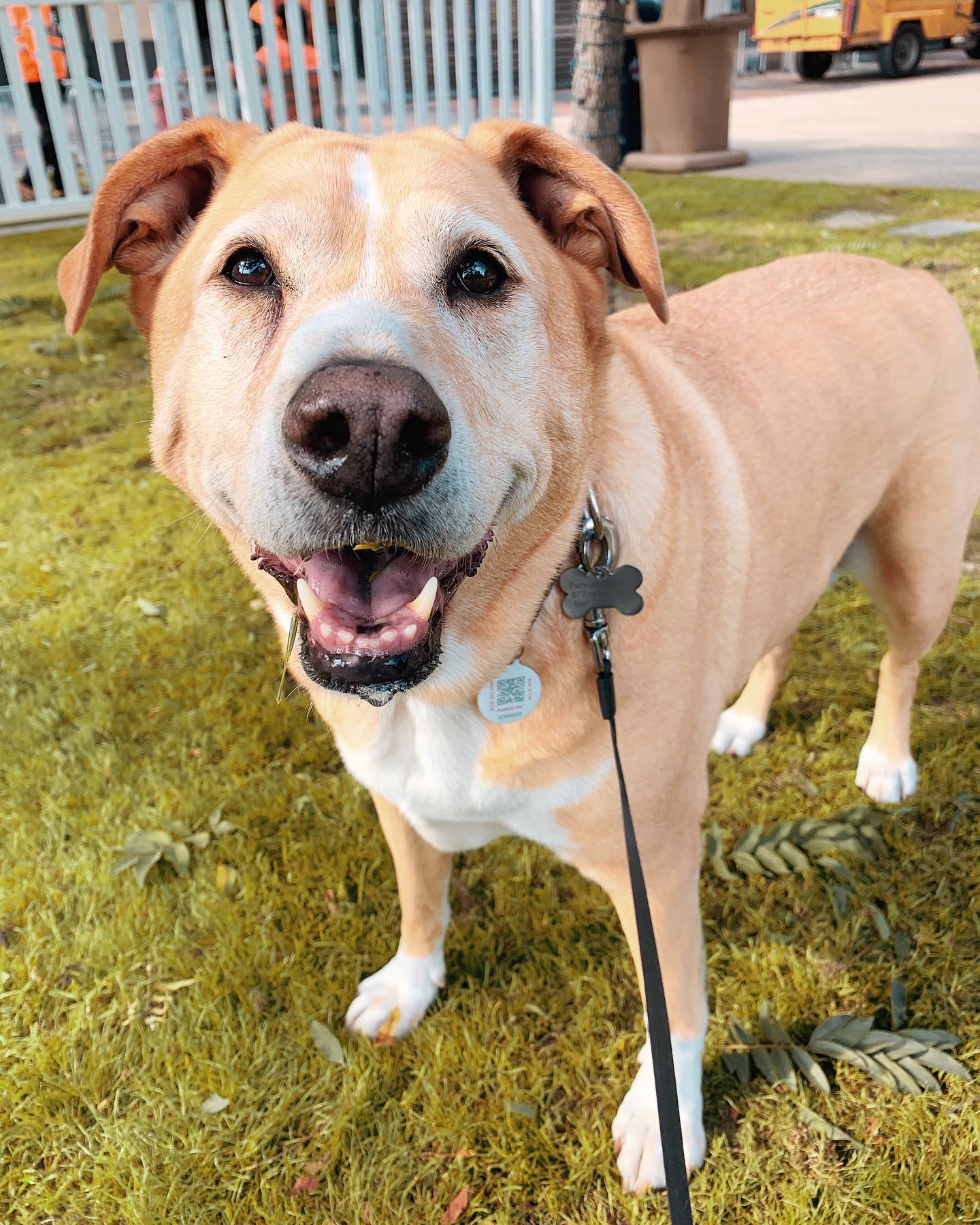 Hi, I’m ‘Drop it.’ 🐶 Sometimes they call me ‘No get that out of your mouth.’