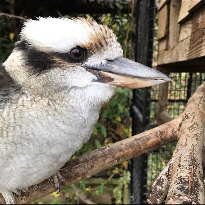 The Laughing Kookaburra (Dacelo novaeguineae) is a species of kingfisher native to Eastern Australia - although they have also been introduced to New Zealand and Tasmania.
They get their name from their distinct call which is used to establish territory.
#kookaburra #laughingkookaburra #dacelo #dacelonovaeguinea #australia #newzealand #tasmania #Kingfisher #bird #animals #laughing #facts #interesting #interestingfacts #didyouknow