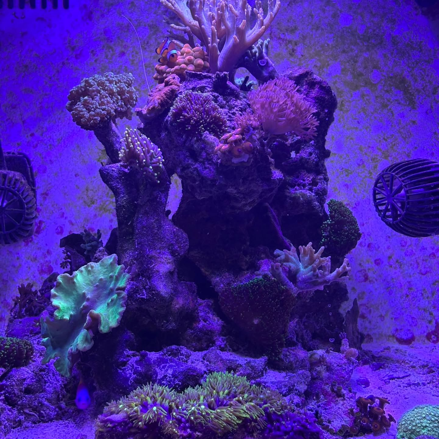 C’era una volta un piccolo mare 🌊
40 litri di barriera, luce che danza sui coralli, colori vivi che respirano piano.
È il primo acquario di Francesco: un inizio, una scoperta, un angolo di oceano nato in casa.
Qui il tempo rallenta, l’acqua racconta storie e ogni dettaglio è una promessa di meraviglia. ✨🐠
@fra_garbo
#reef #acquariomarino #coralli #NanoReef #yorah