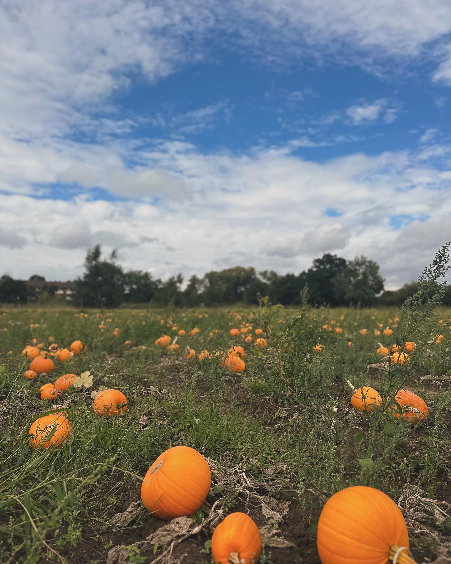 #harvest#pumkin#autumn