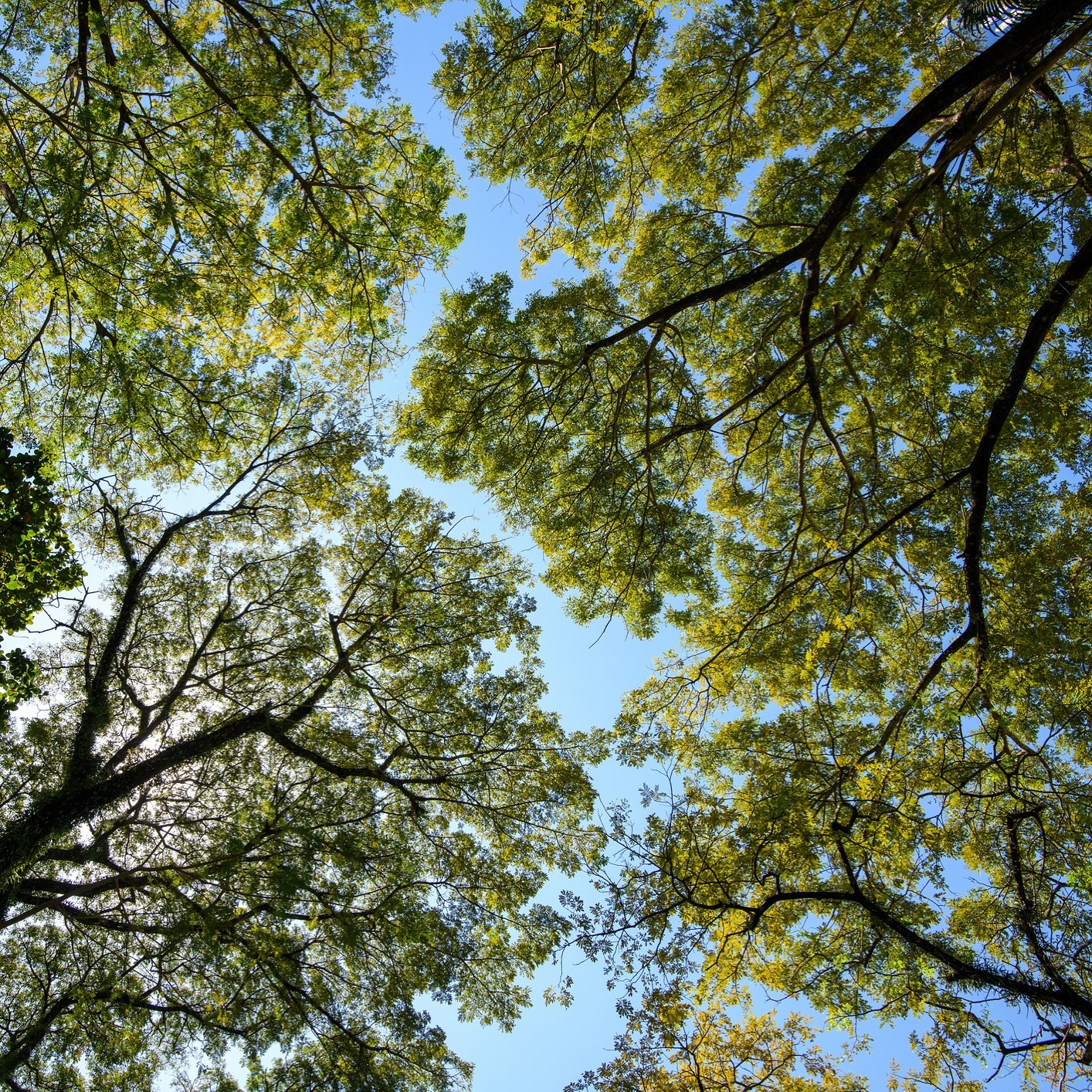 CROWN SHYNESS
I came across a natural phenomenon called ‘Crown Shyness’ that is absolutely beautiful!
This is where the upmost branches and leaves avoid touching each other to enable optimum health and growth potential, forming distinct gaps in the forest canopy.
What a striking sight in nature!
*BBC Wildlife Magazine*
#ABskin #crowdshyness #nature #naturalphenomenon #naturelover #plantbased