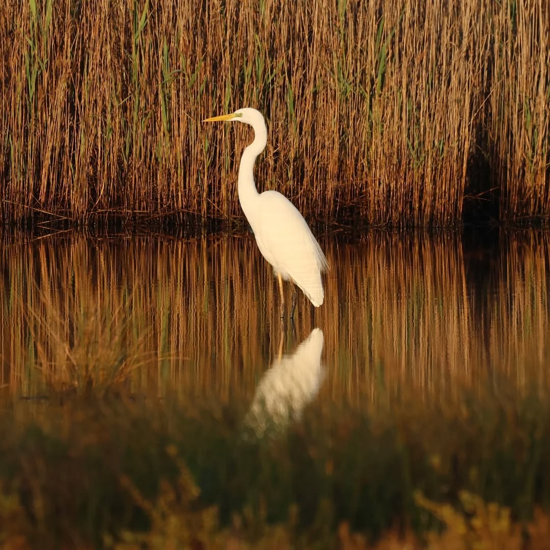 Golden hour at Livadi.
#islandwildlife #kefaloniawildlife #kefaloniabirding #guidedwildlifewalks #greategret