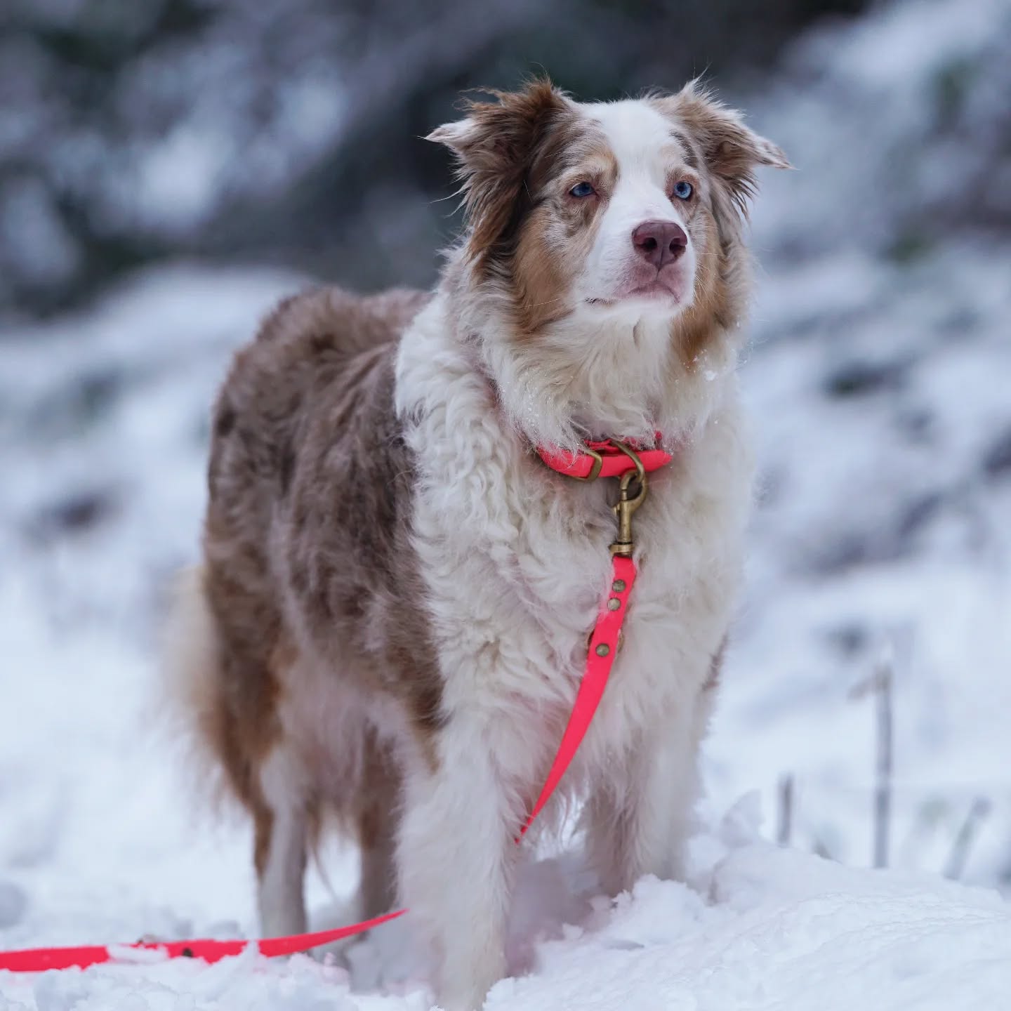 ❄️ 2025 bringt neue Highlights! 🎉
Wir starten das Jahr mit einer tollen Neuheit: Unser Sortiment an Biothane-Produkten wird größer und bunter! 💡 Auf dem Bild seht ihr unsere leuchtend pinke Biothane-Leine – perfekt für Schnee und Regen! 🌧️☃️
Biothane ist wasserfest, leicht zu reinigen und extrem langlebig. Die kräftigen Farben sorgen dafür, dass ihr und eure Vierbeiner auch im Winter immer gut sichtbar seid – selbst im tiefsten Schnee. 🌟
Wir können es kaum erwarten, euch die neuen Designs und Farbkombinationen zu zeigen. Was sagt ihr dazu? Schreibt uns in den Kommentaren, welche Farbe eure Traumleine haben soll! 🐕💬"
#biothane #NeueKollektion #neueprodukte #sortimentserweiterung #Hundeleinen
#schneesparziergang
#hundeliebe
#hundeimschnee #hundeacessoires #hundeartikel #wunschleinen