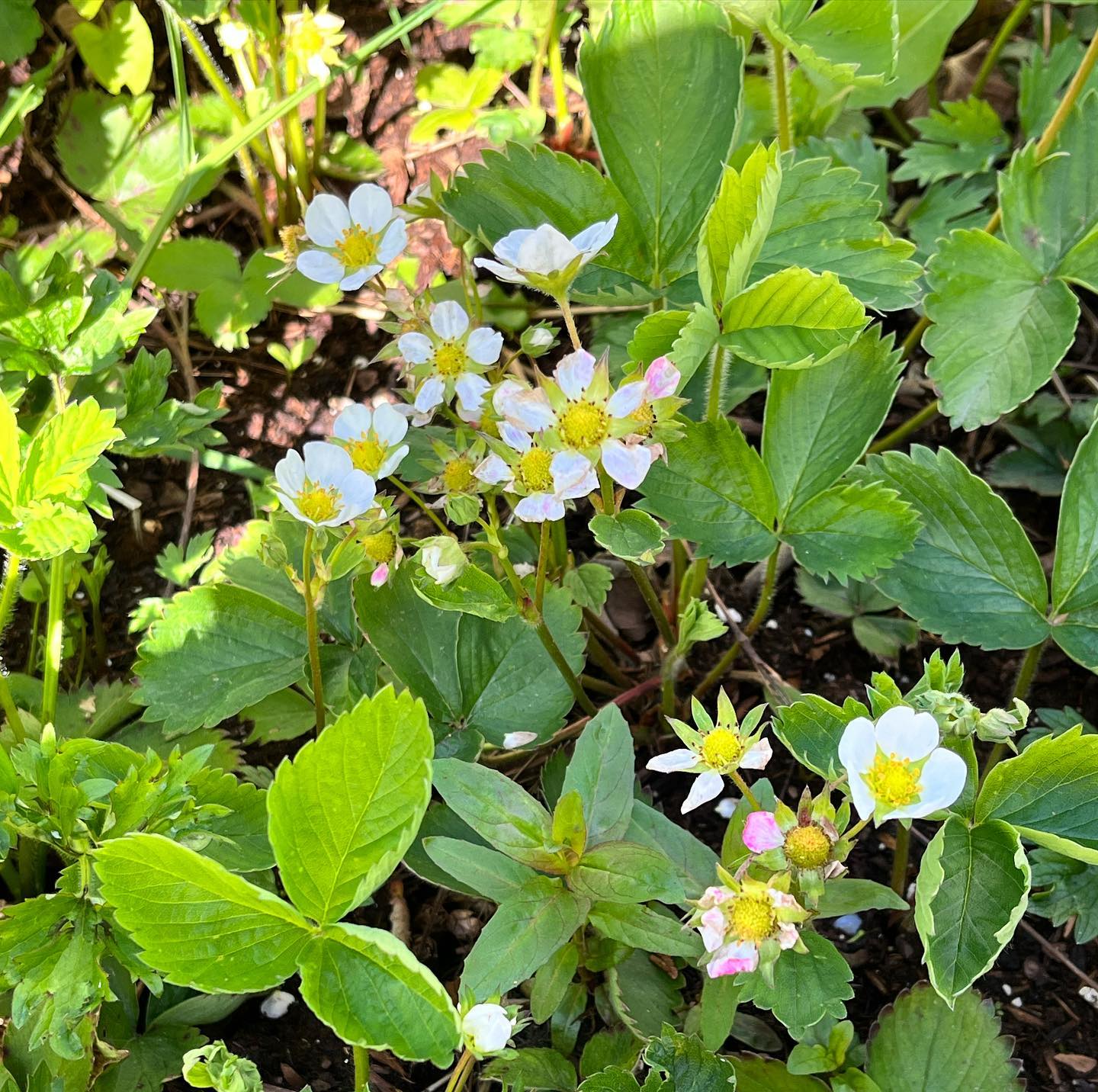 Looking forward to strawberry 🍓 season