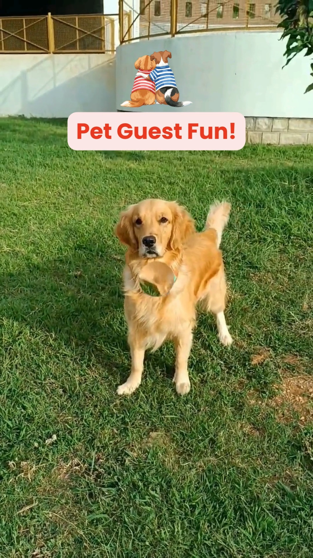 Meet these bundles of joy having a gala time at Cessna Pet Retreat! Our pawsome guests stole hearts with tail wags, cuddle sessions, and a whole lot of cuteness.
Want your pet to be next? Visit www.cessnapetretreat.com or call us on +91 7619 634627 to book their stay.
#cessnalifelineveterinaryhospital #cessnalifeline #pawsofgoodtimes #dogsofblr #catsofblr #petboardingbangalore #pawsomeguest #happyatcessna