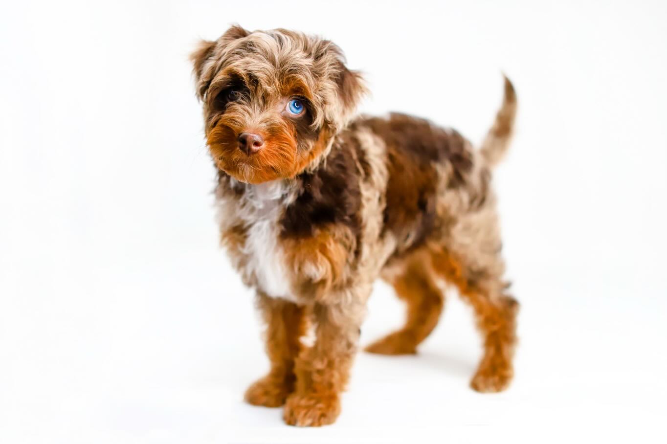 Introducing our newest additionโฆ.๐ฅ Theodore aka Teddy the F1B Cavapoo! Huge thank you to @rocky_ledge_puppies for this amazing boy! We are so excited about his future here pending health testing. ๐๐ค