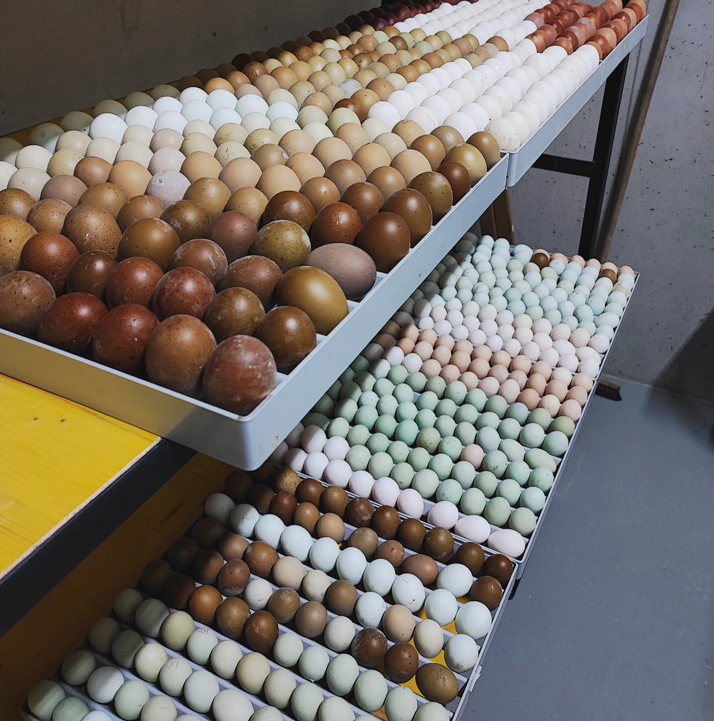 Es geht wieder los. Alle 3 Wochen führe ich eine Probebrut durch, ich freue mich schon auf die kleinen 🐣.😁
✨ Reservierungen von Küken & Bruteier für 2025, sind ab sofort möglich. ✨
_________________________________
www.broholmer-zucht.com
Instagram & TikTok @huehnerwelt_rauch
Facebook @rauchs_huehnerwelt
_________________________________
Liebe Grüße und alles Gute
Euer Gabriel von Rauchs Hühnerwelt
#marans #britishlavenderaraucana #narure #gahmongeurope #happyküken #maranschicken #happyhühnergarten #brüten #rooster #araucana #regenbogen #eggsart #hühnerwelt #hühnerei #mychicken #küken #photooftheday #glucke #zahmehühner #bruthenne #moorhühner #lavenderaraucana #babychicks #ayamcemani #hühnerzucht #hatchingeggs #gahmong #gahmongeurope #hühnerweltrauch #blaueeier #buntehühner