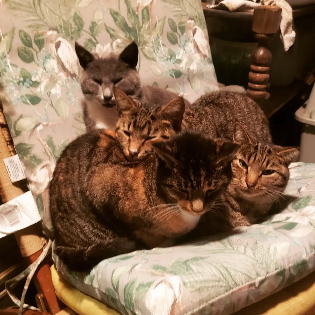 FYI, the Barn Cats do not approve of the rainy wet weather, -974/10.