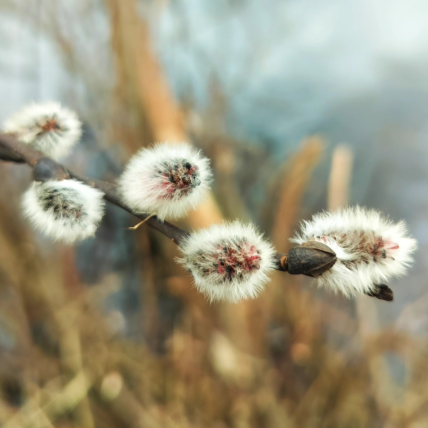 Thursday Moment of Zen. The fuzzy male flowers of Pussy Willow (Salix discolor) getting ready to bloom. The soft coating of hairs insulates the flowers from the cold temperatures at night during late winter/ early spring. Peace, y'all.