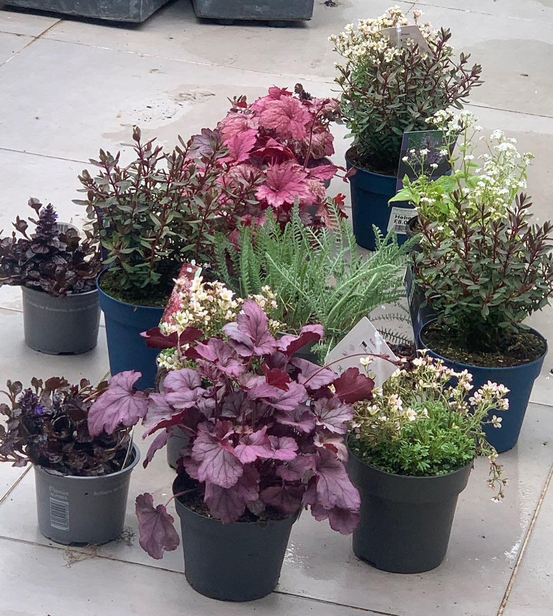 We are busy putting the final touches to our planting plans …reflecting on some of our schemes of last year. We’ve fallen back in love with heucheras …a great way to brighten up a shady spot
#plantsforshade #vibrantcolour #great foliage #groundcover #instaflower #plantsofinstagram #flowerstagram #flowergram #flower #plant #purple #houseplants #flowerphotography #flowerpot #houseplant #floweringplant #petal #flowery #gardenersdream #iloveplants #plants #plantlover #floweroftheday #flowerpower #naturesbeauty