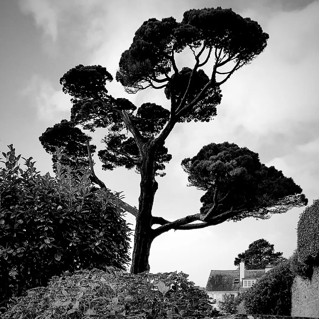 My favourite tree!!