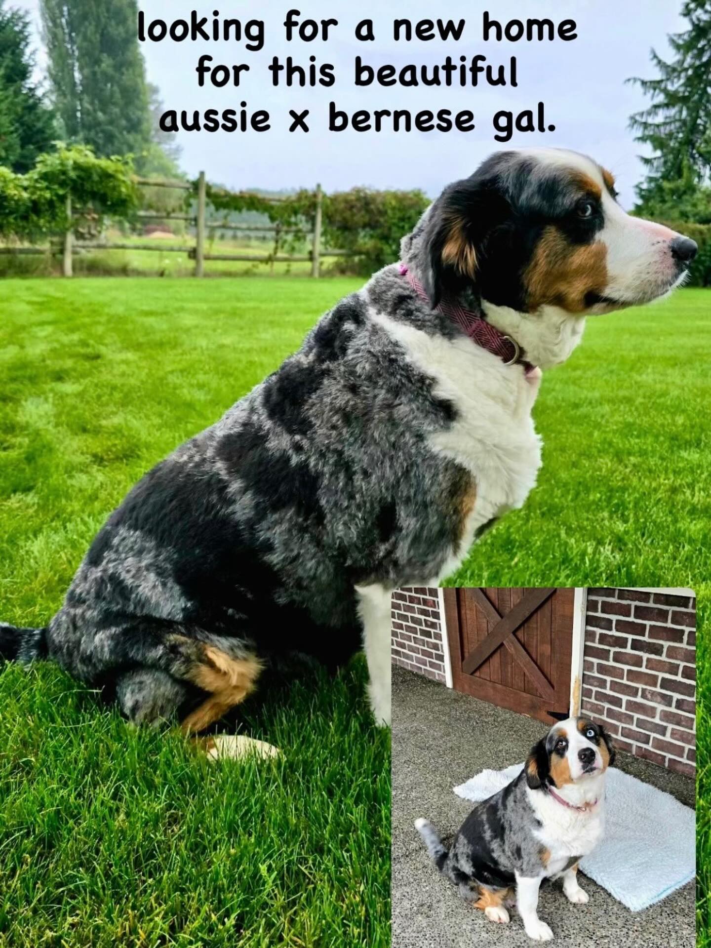 Sweet Indy needs a new home. Her family has had some big changes and they’re looking for a forever home for her. Indy is five years old, great with kids and dogs. She is currently living in Chilliwack and is only available to a family that can pick her up. Please contact @rosedalebernedoodles for more details about lovely Indy.