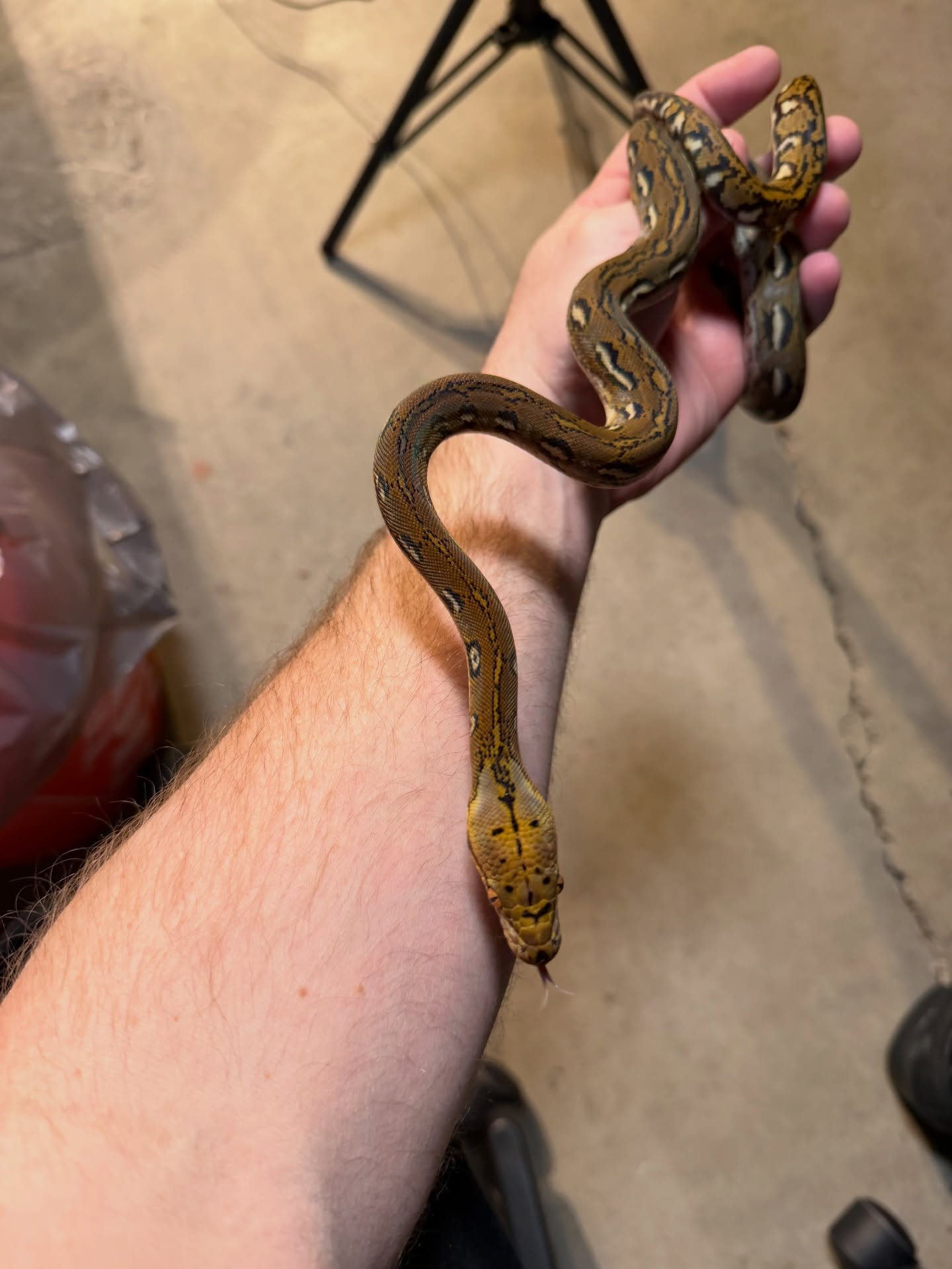 Only one male 50% Kayuadi Aztec available for sale now. Don’t miss your chance.