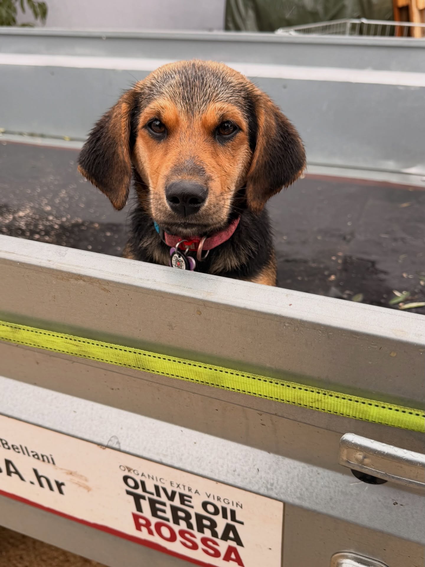 Every great family business has a secret team member. 🐾
Meet our quality inspector. She checks every delivery, approves every box, and has never once complained about the workload.
We don't know what she looks for exactly — but nothing leaves the farm without her OK.
This is life at Terra Rossa. Family, olives, and one very dedicated dog. 🫒
Does your team have a four-legged colleague too? Tell us in the comments 👇
🛒 Order now — link in bio.
#terrarossa #familyfarm #farmlife #oliveoil #organicfarming #istria #croatia #farmdog #behindthescenes #evoo #dogsofinstagram #familybusiness #slowlife #authenticity #smallbusiness