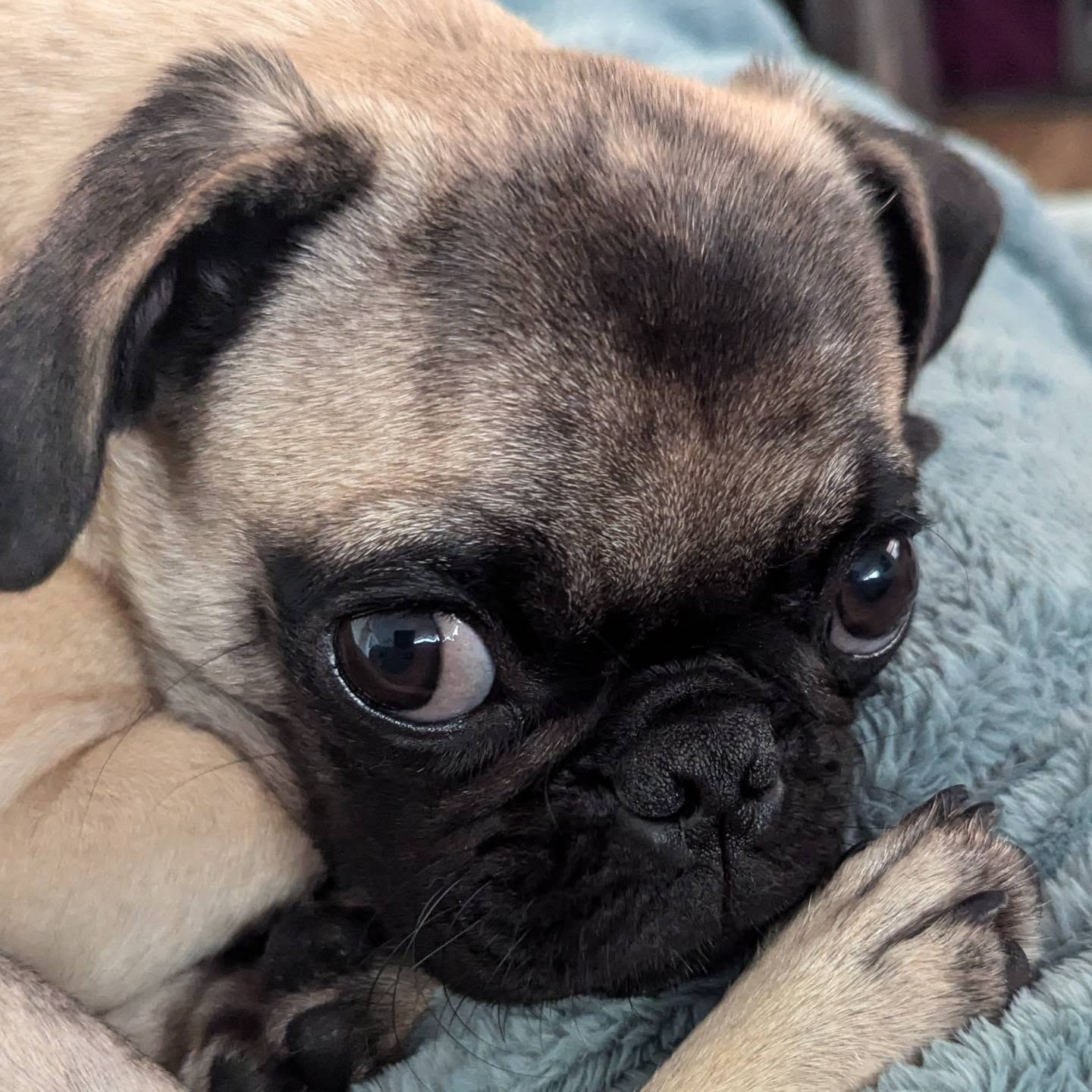 #pug #puglove #pugpuppy #puppy #puppylove #animals #pet #petsitter #womeninbusiness #smallbusiness #grantvalkaria #palmbay #palmbayfl