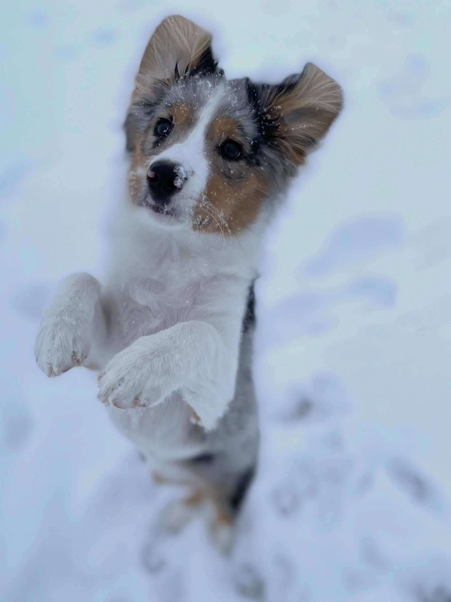 Another week of being the cutest—completed ✅ 🐾🙌🏼
(Moxie of Sunset Hill Aussies- a Nyx x Tiny pup) 🐶
.
.#miniaussiepuppy #bluemerlepuppy #snowaussie #snowpuppy❄️🐶