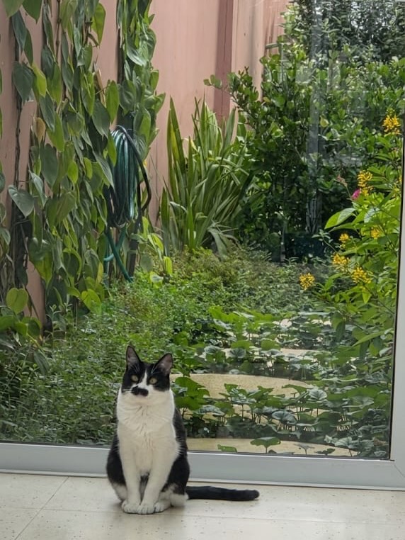 🇧🇷Humano, passe para o lado e descubra as plantas nativas que usamos neste corredor
.
🇬🇧 Human, swipe to the side and discover the native plants we use in this hallway.
.
#paisagista #paisagismoejardinagem #plantasnativas #biofilia